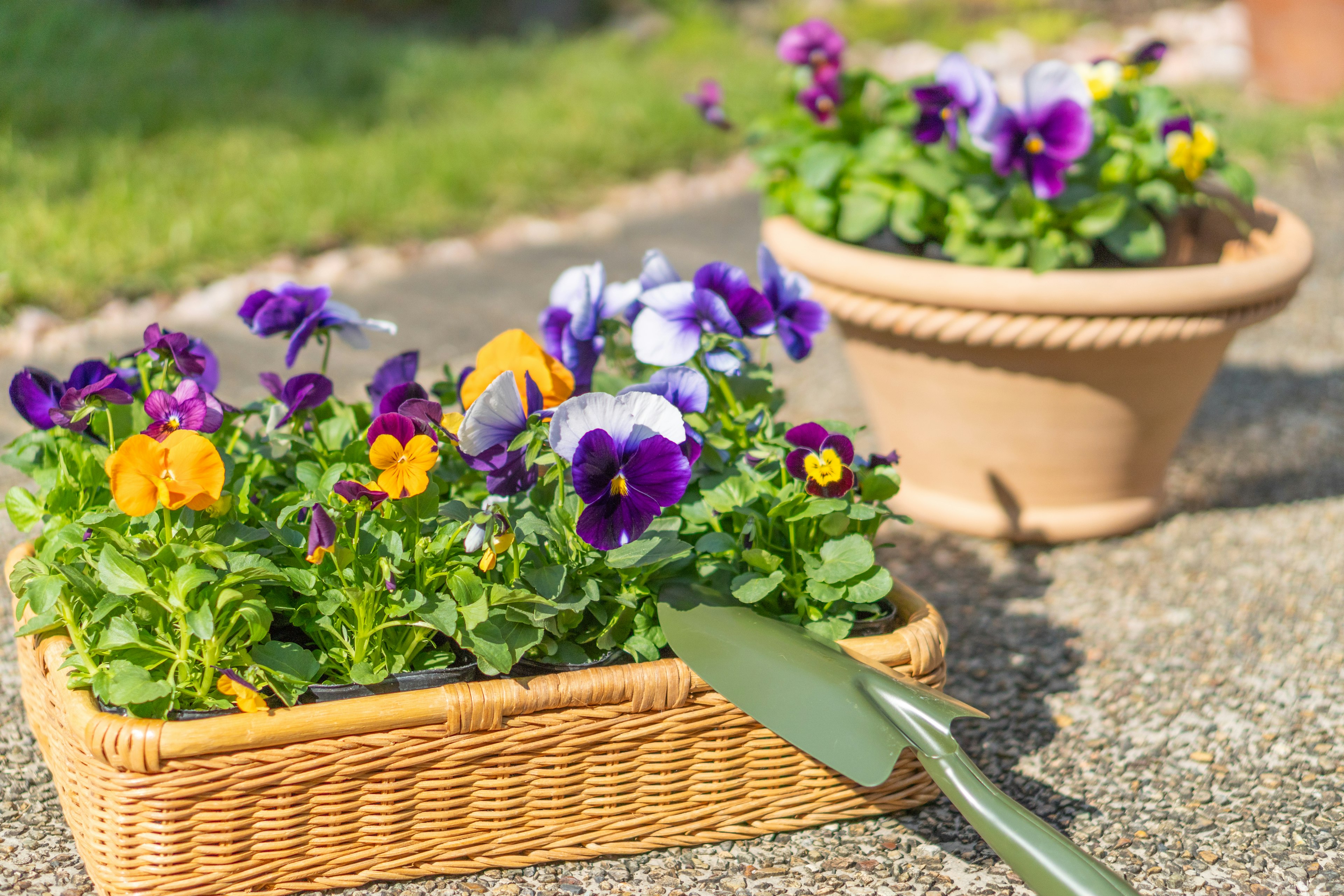 Colorful pansy flowers in a wicker basket and a flower pot