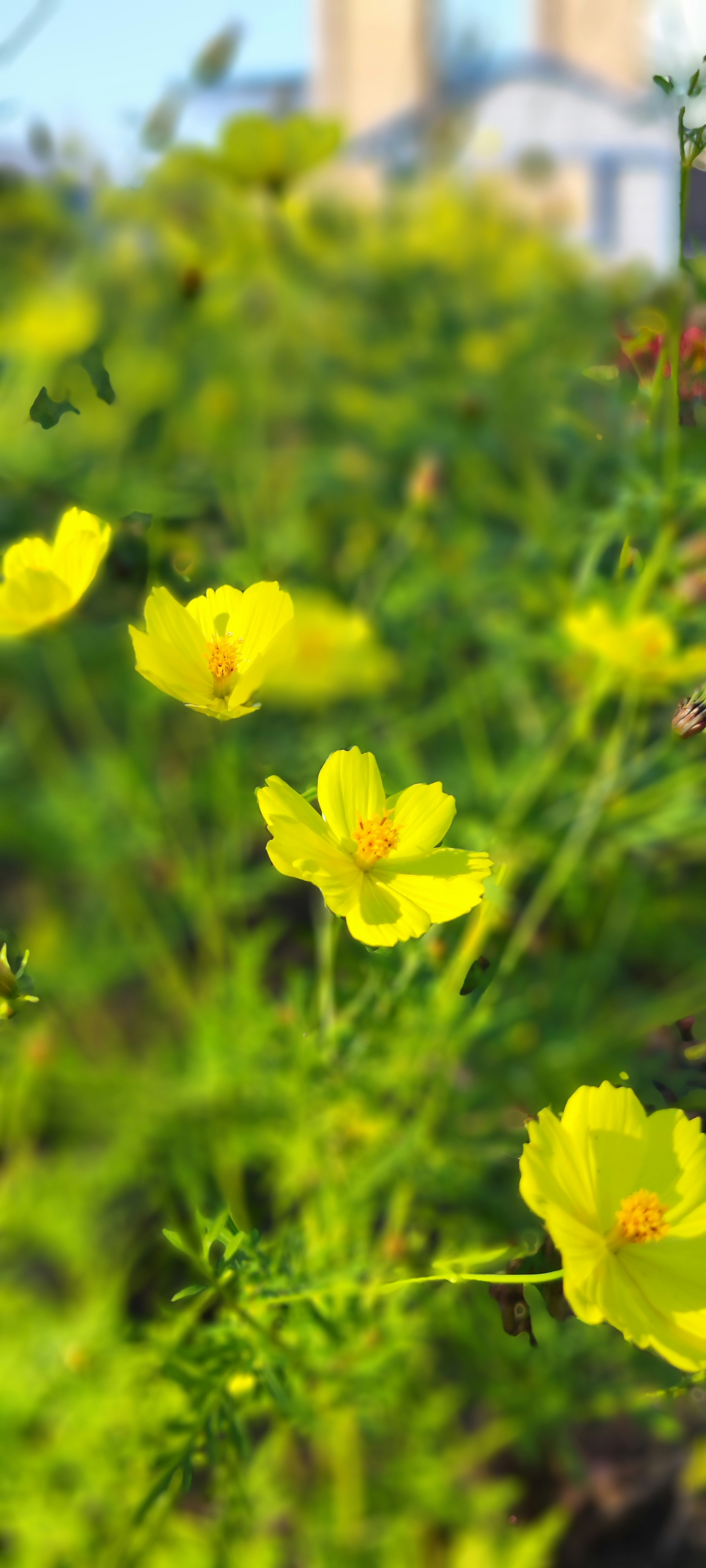 A vibrant scene of blooming yellow flowers in a green field