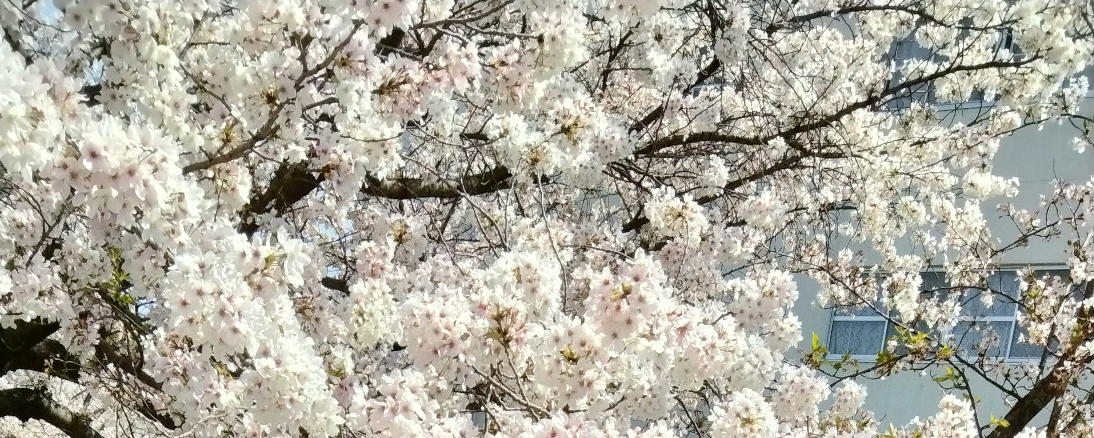 Nahaufnahme von Kirschbaumzweigen in voller Blüte