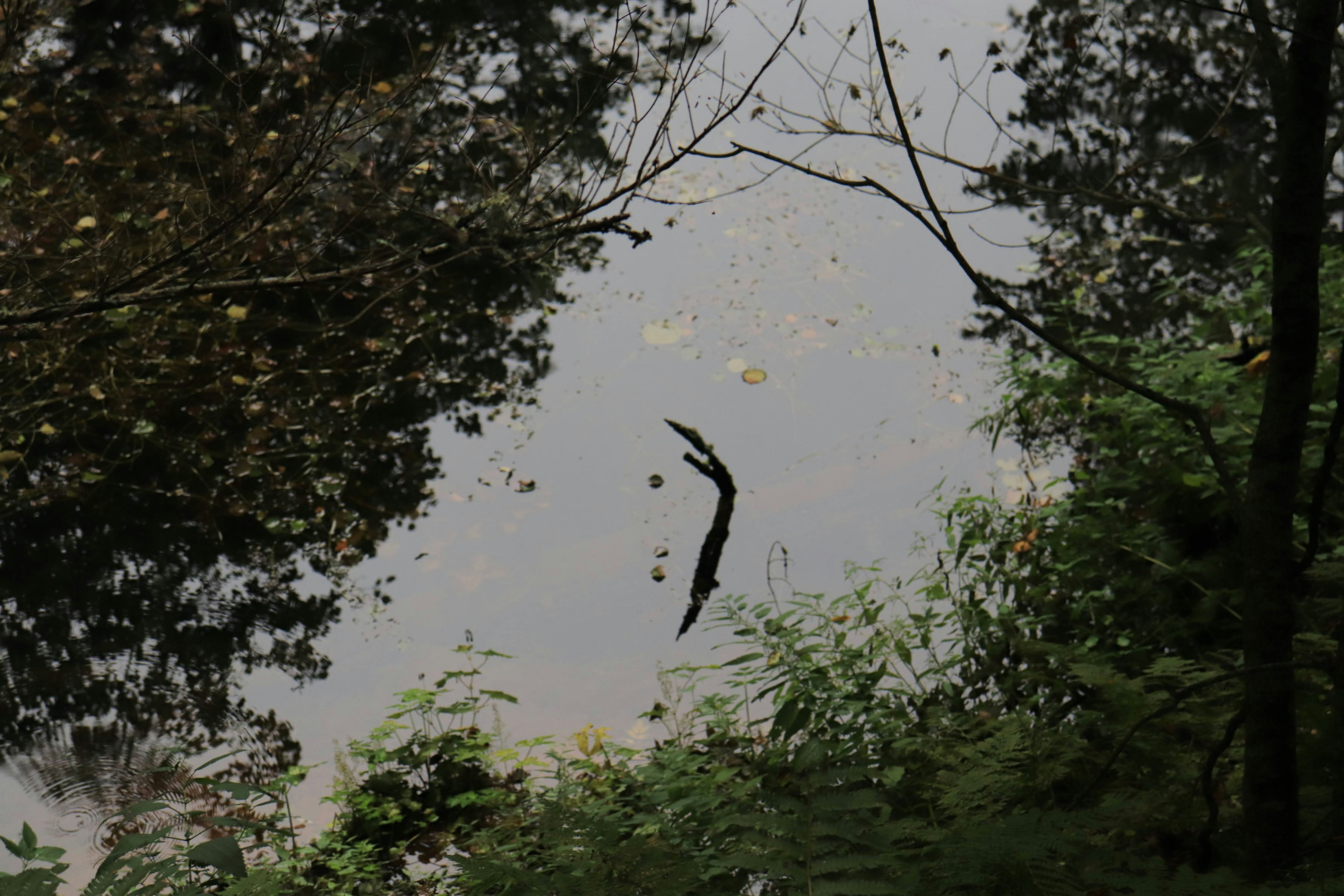 A calm water surface with a floating branch and surrounding greenery