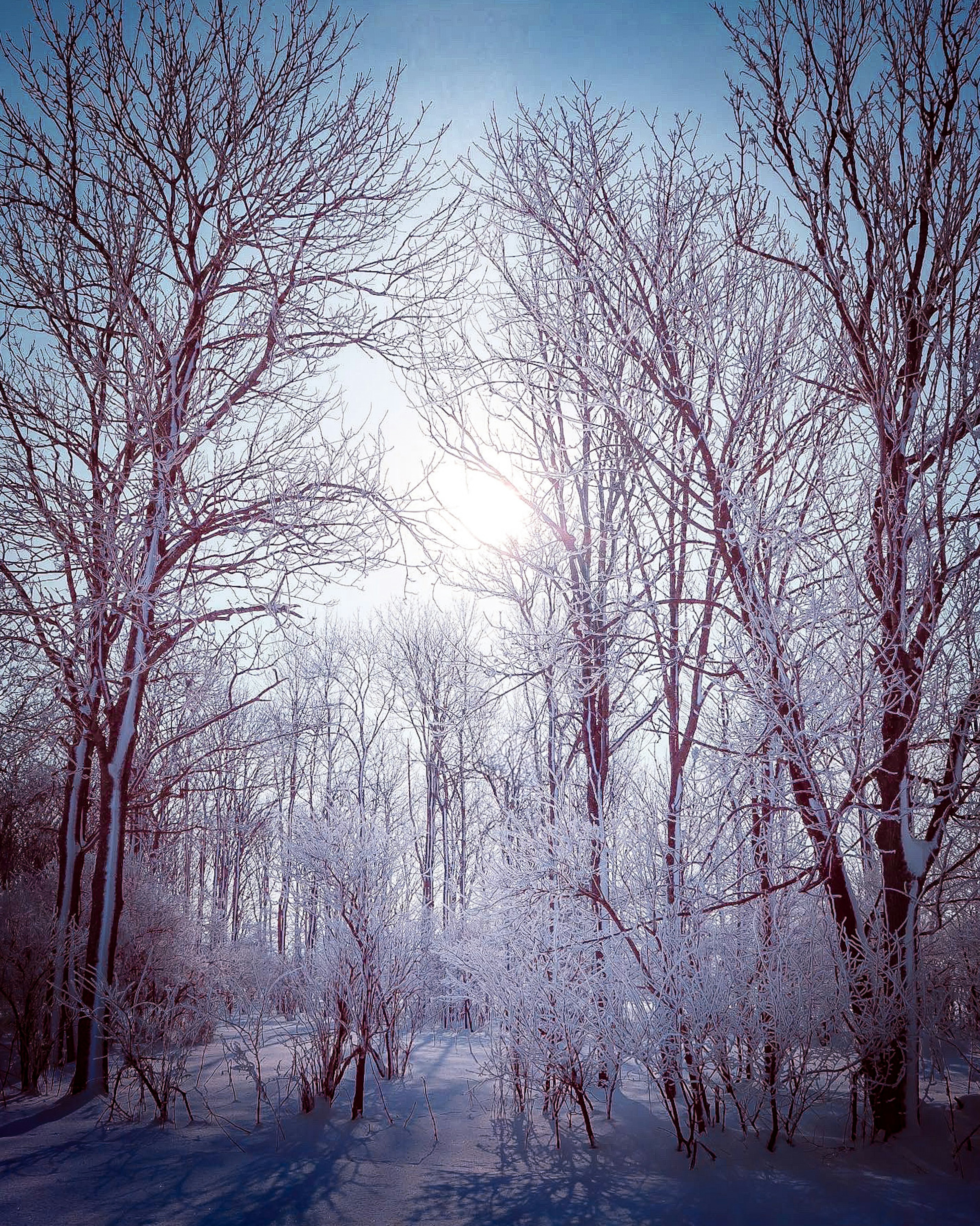 Eine ruhige Winterlandschaft mit gefrorenen Bäumen und weichem Sonnenlicht