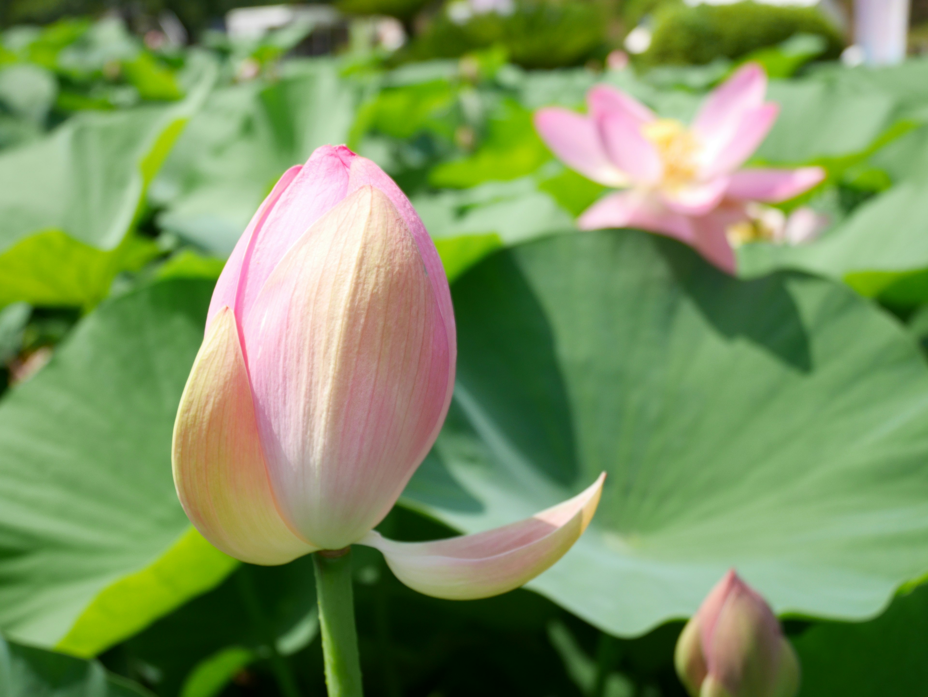 Eine schöne Lotusknospe umgeben von lebhaften grünen Blättern mit blühenden Lotusblumen im Hintergrund