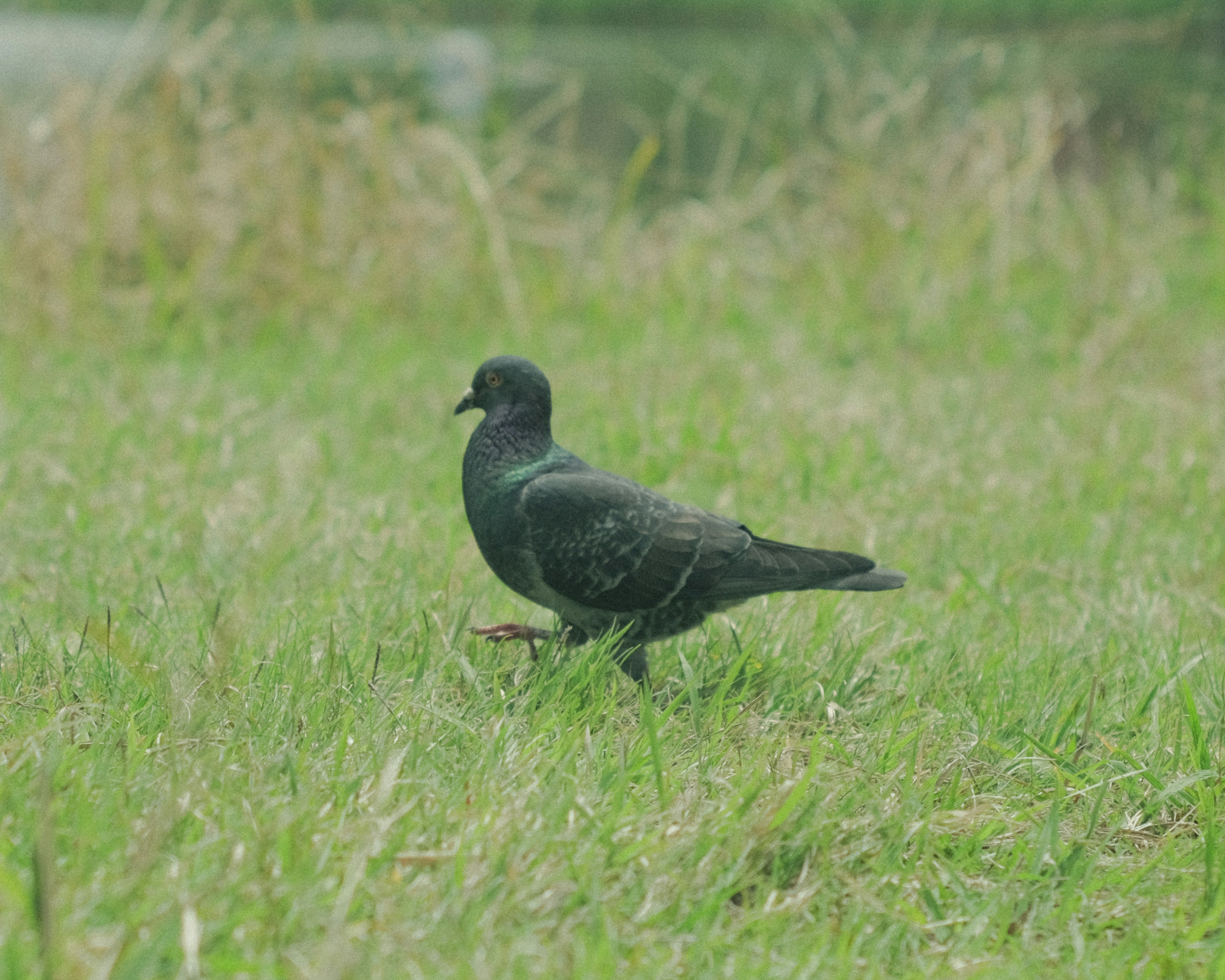 A black pigeon standing on the grass