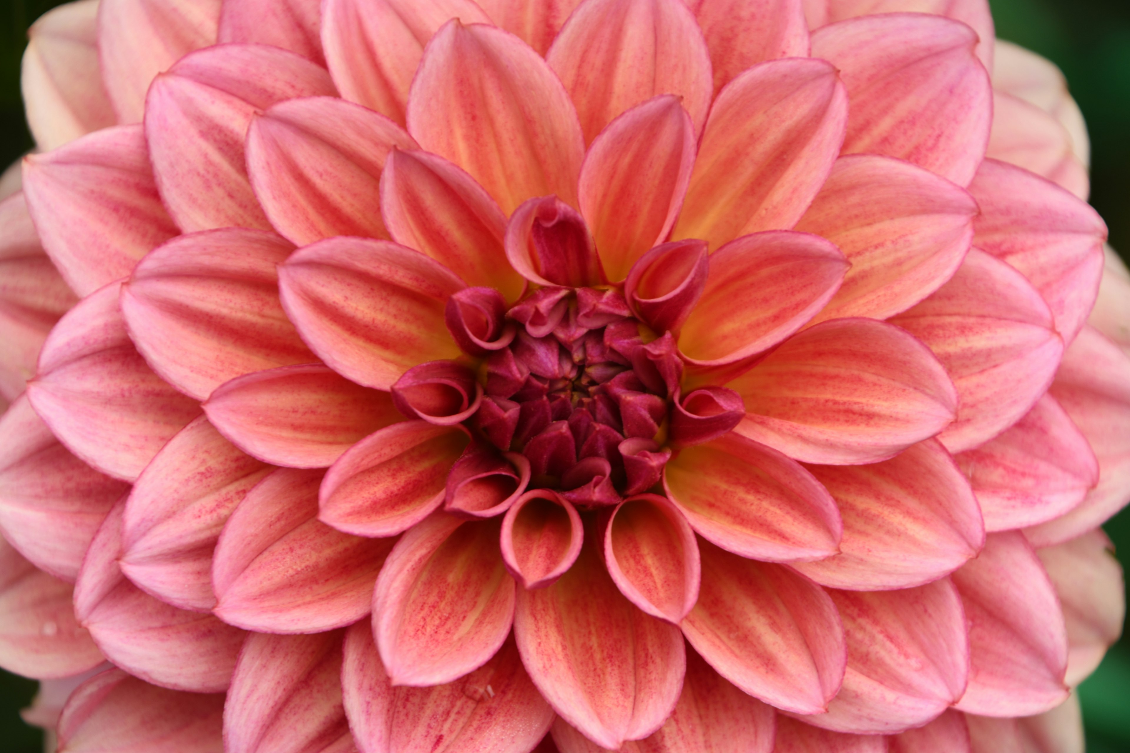 Primo piano di un bellissimo fiore di dahlia rosa