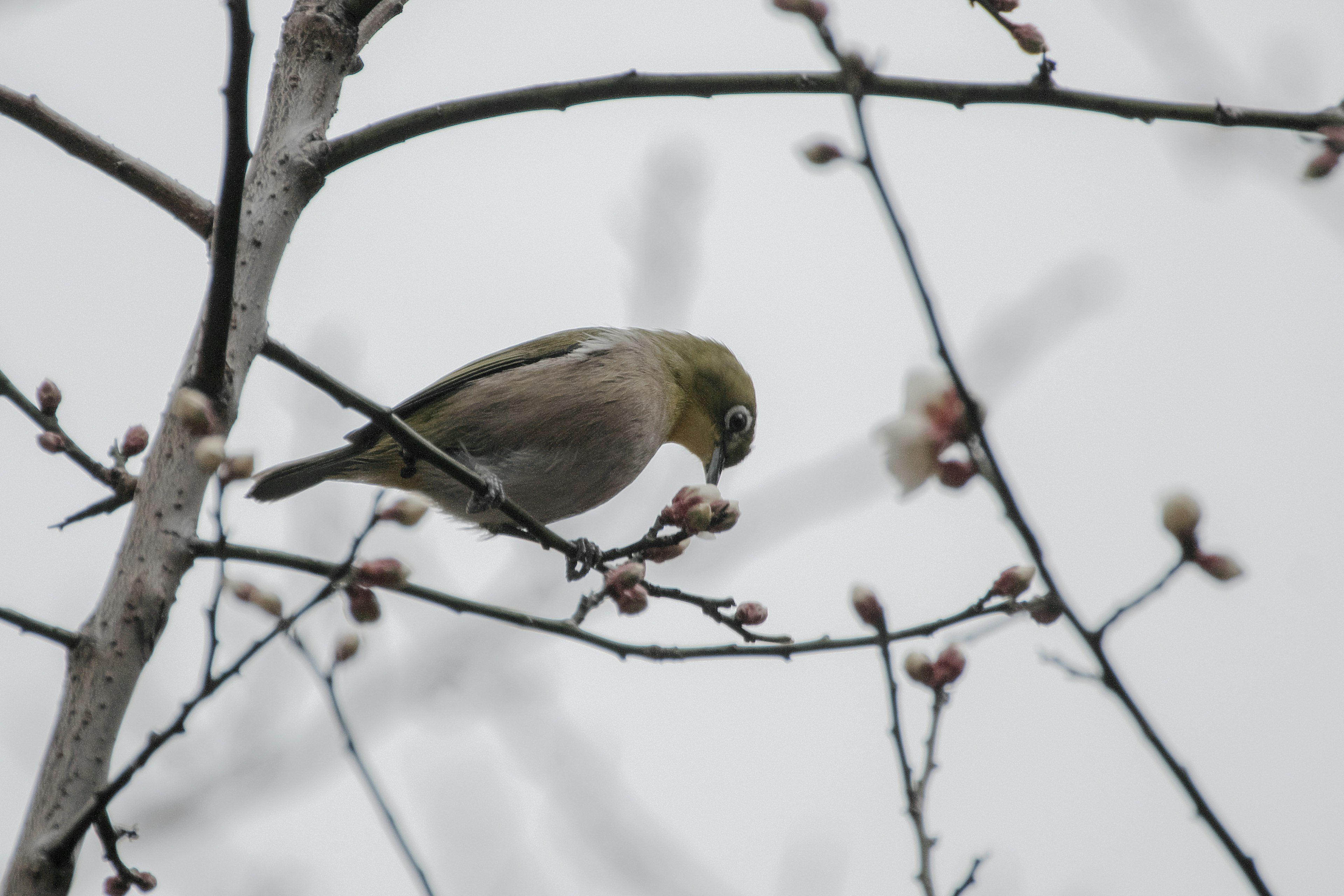 Ein kleiner Vogel, der an Knospen auf einem Zweig pickt