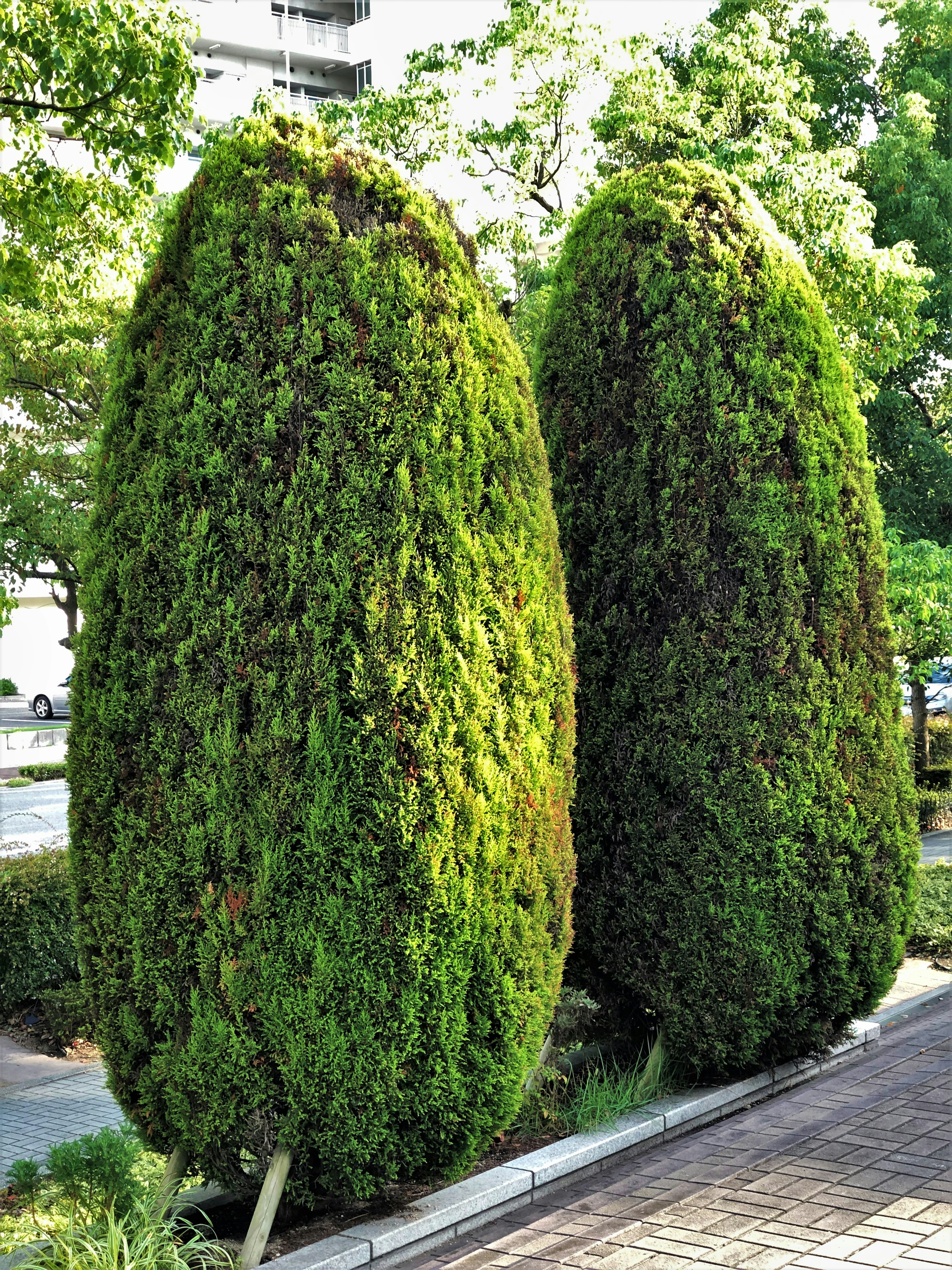 Due alberi conici verdi affiancati