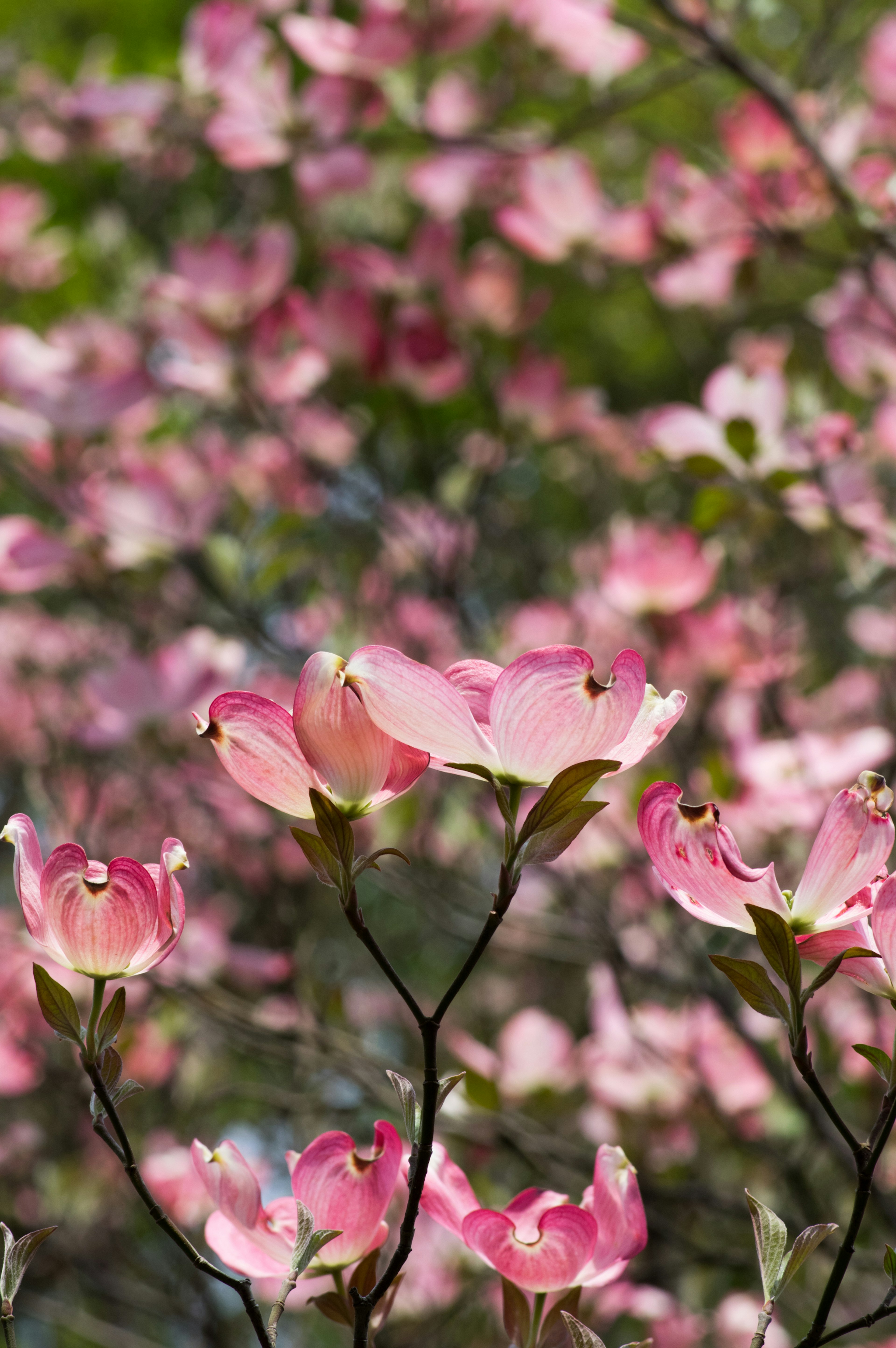 Nahaufnahme von rosa Blüten des Hartriegels an Ästen mit unscharfem grünem Hintergrund