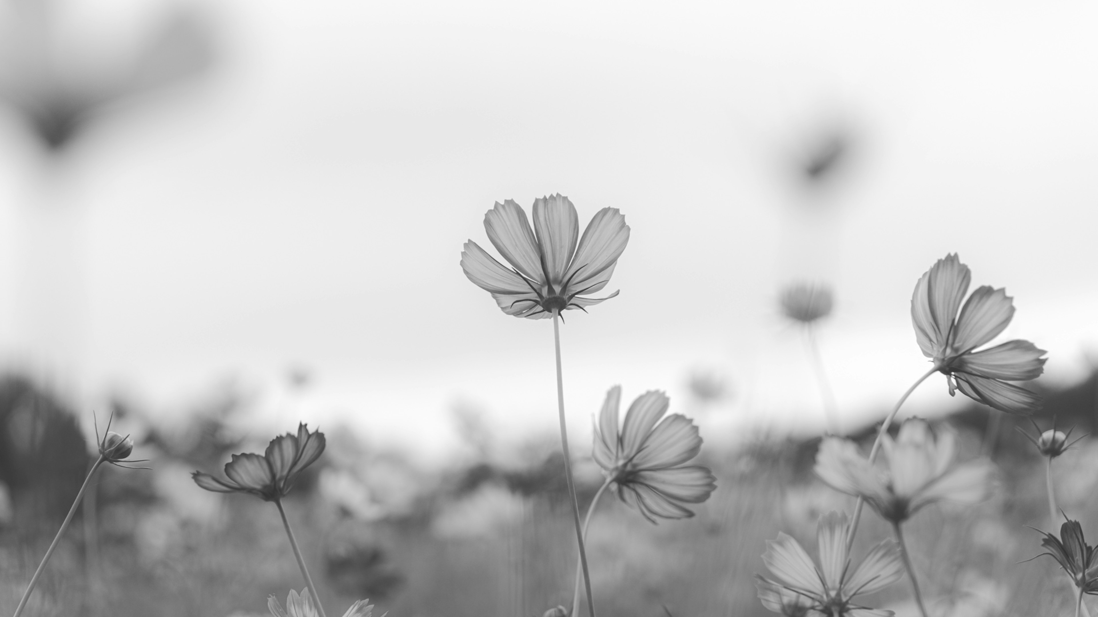 Acercamiento de flores esbeltas en un campo en blanco y negro