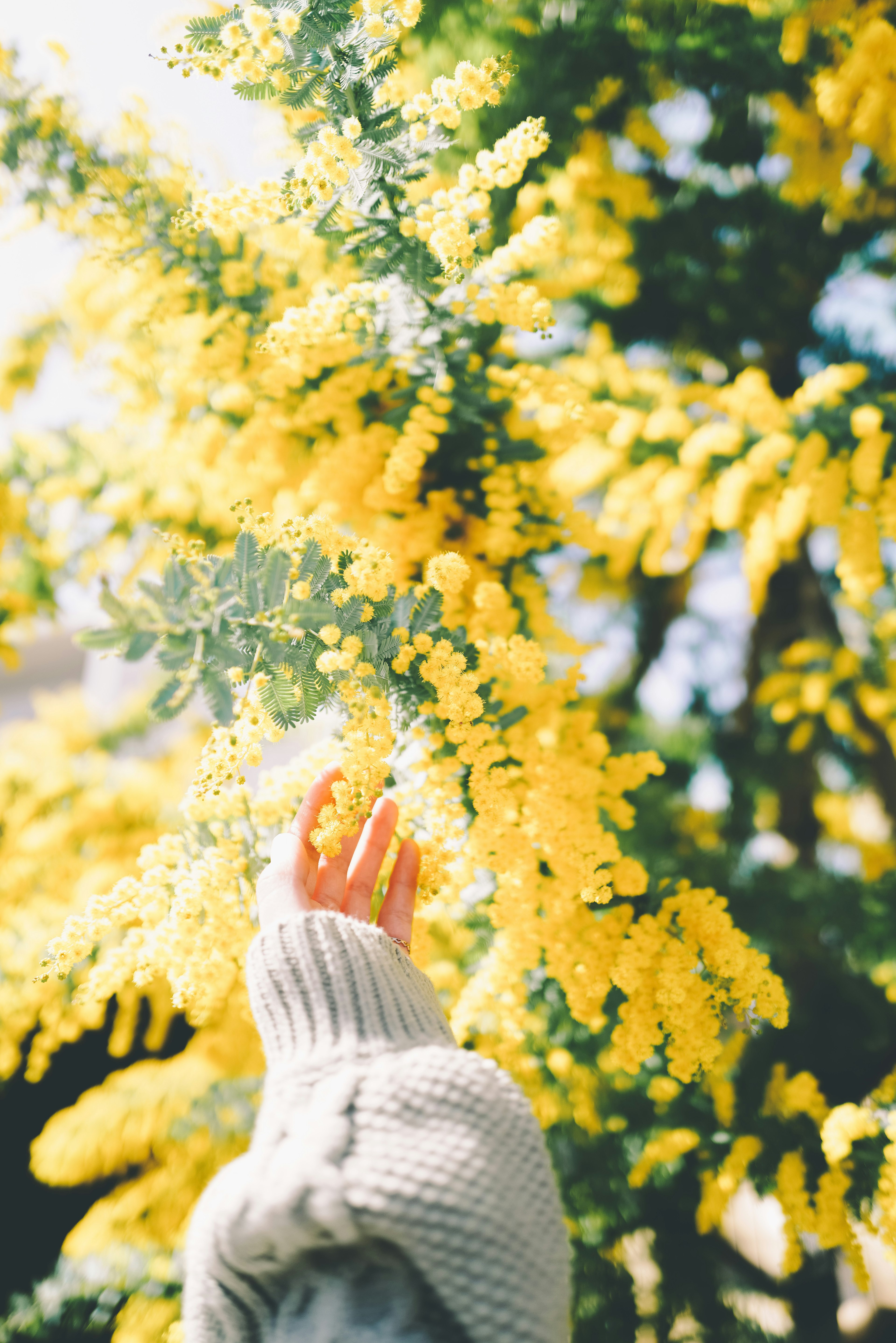 Hand reaching towards a mimosa tree with bright yellow flowers