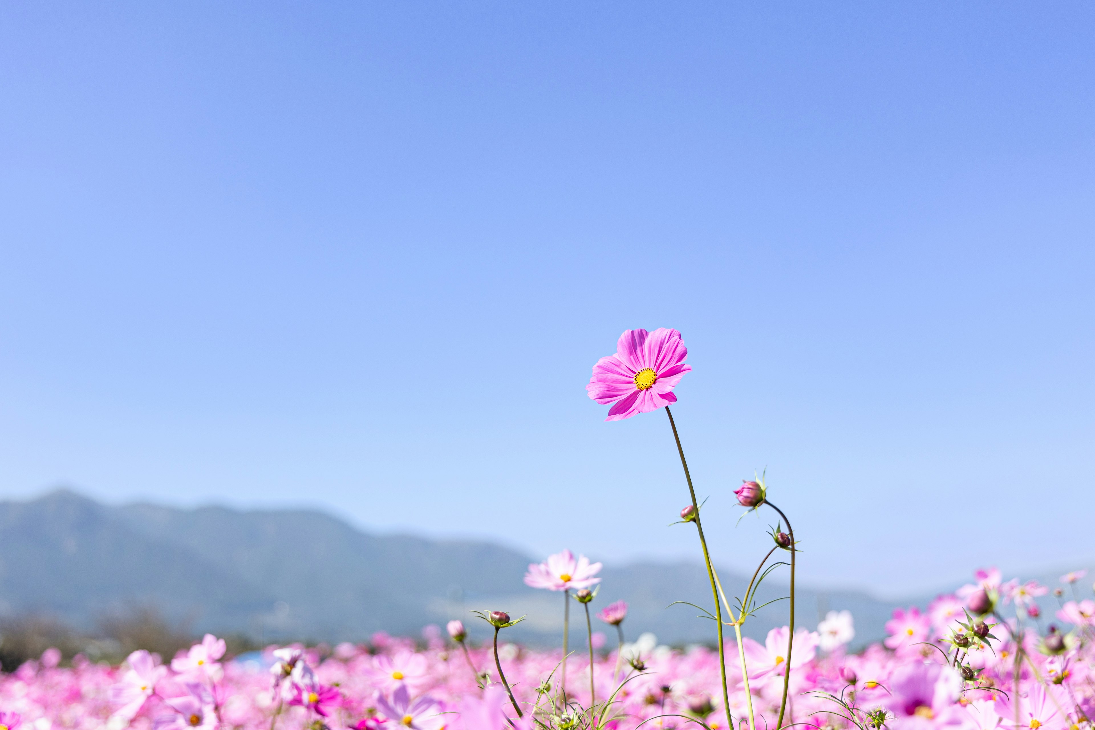 Flor rosa floreciendo bajo un cielo azul claro con montañas al fondo