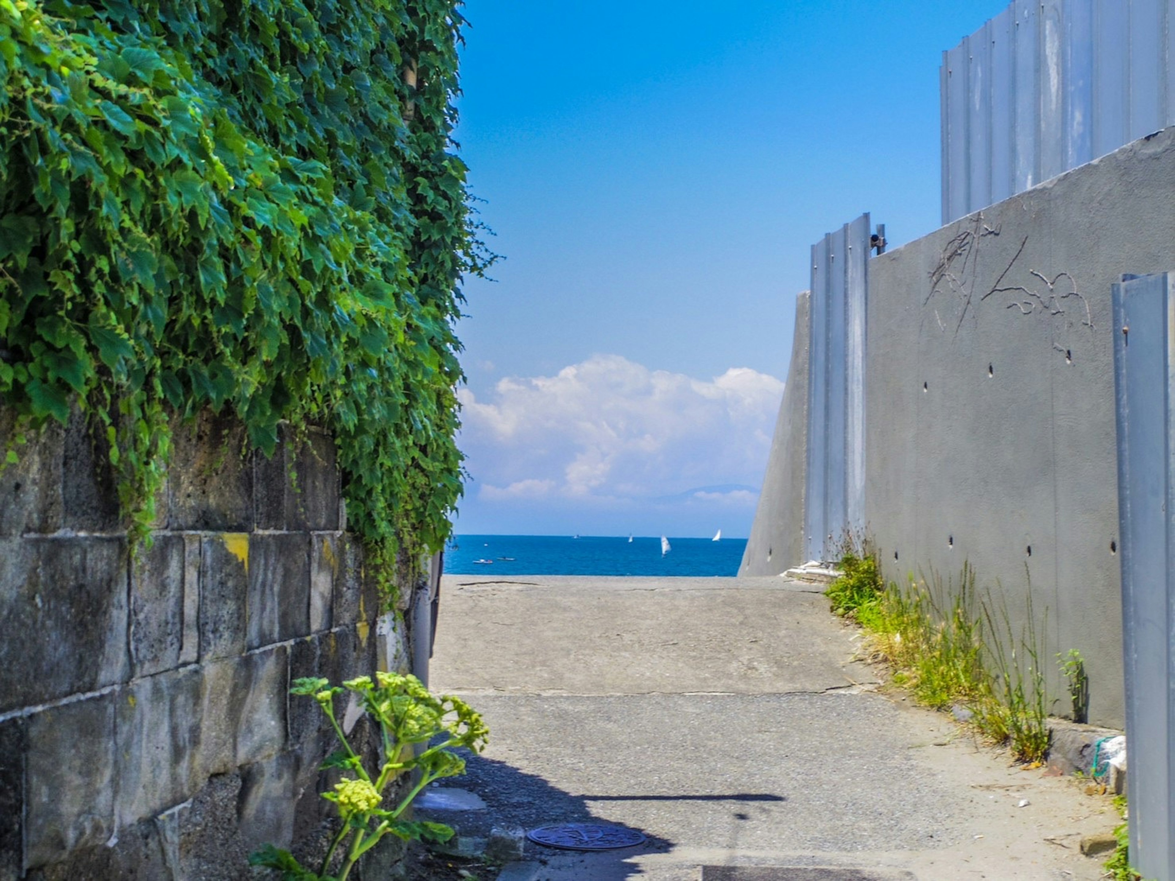 A pathway framed by green plants leading to a blue sea and sky