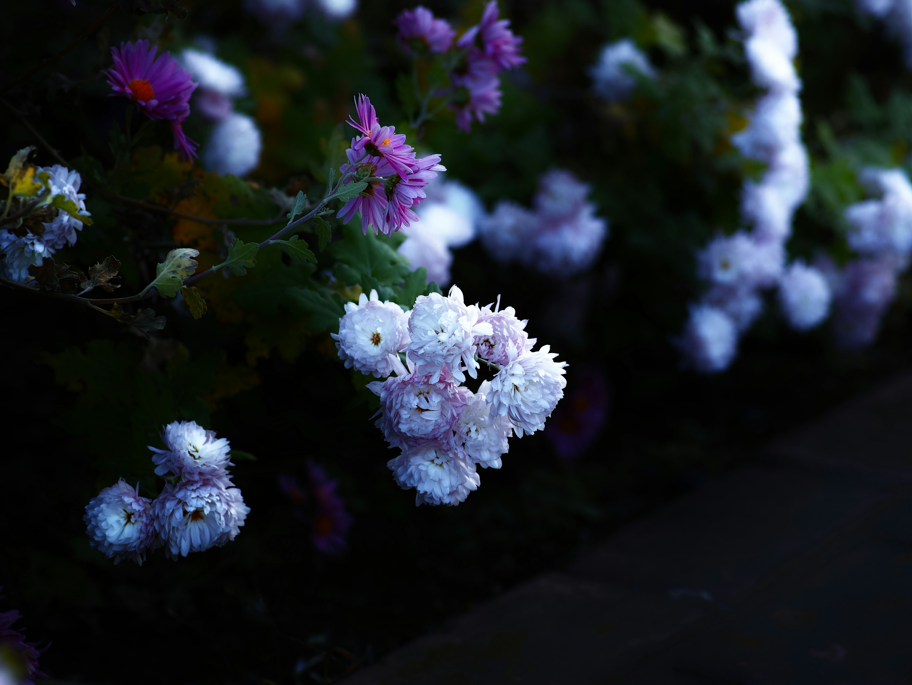 薄暗い背景に咲く白と紫の花々のクローズアップ