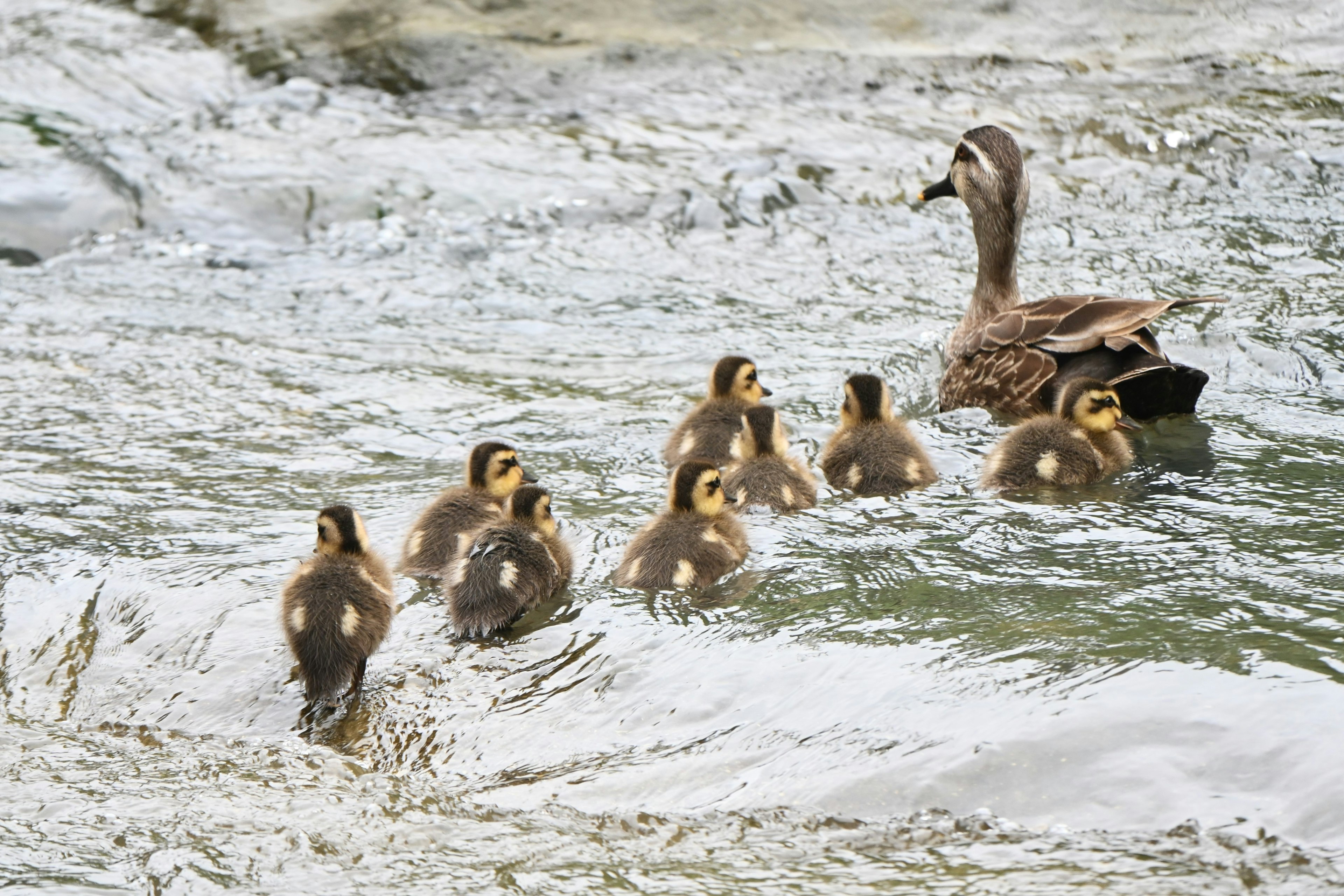 Induk bebek berenang dengan anak-anak bebeknya di air mengalir