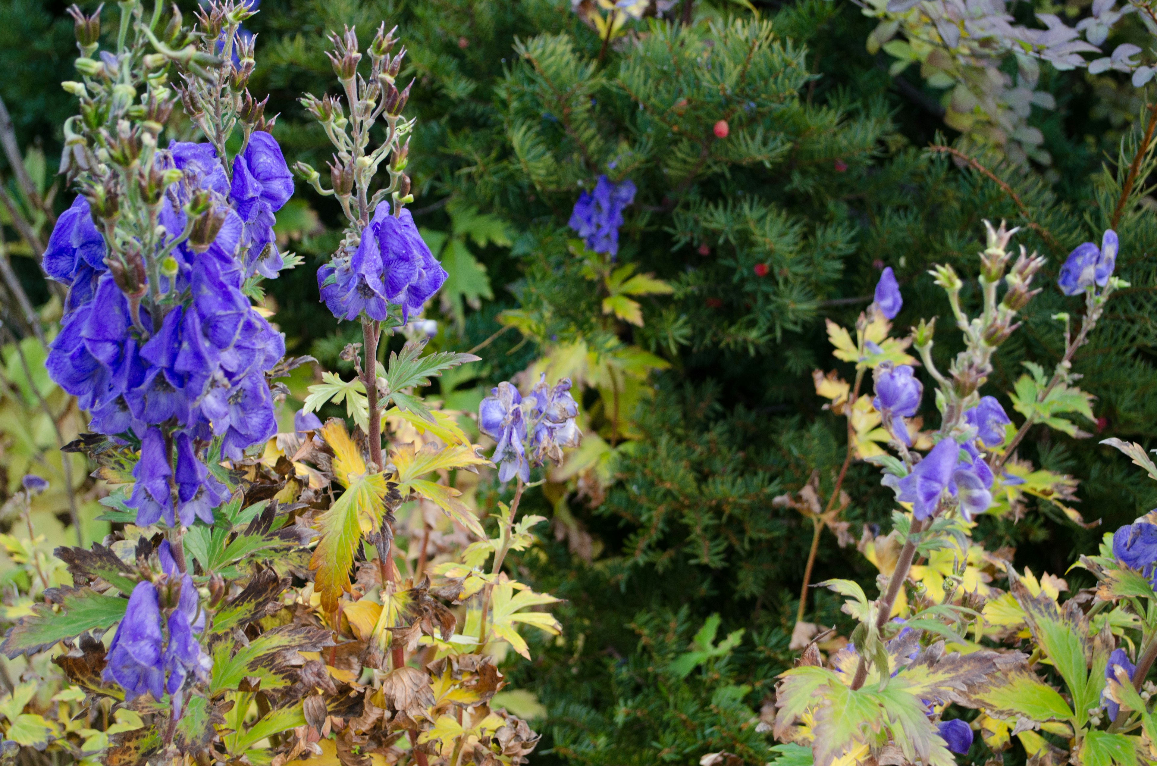 Grupo de flores moradas con follaje verde de fondo