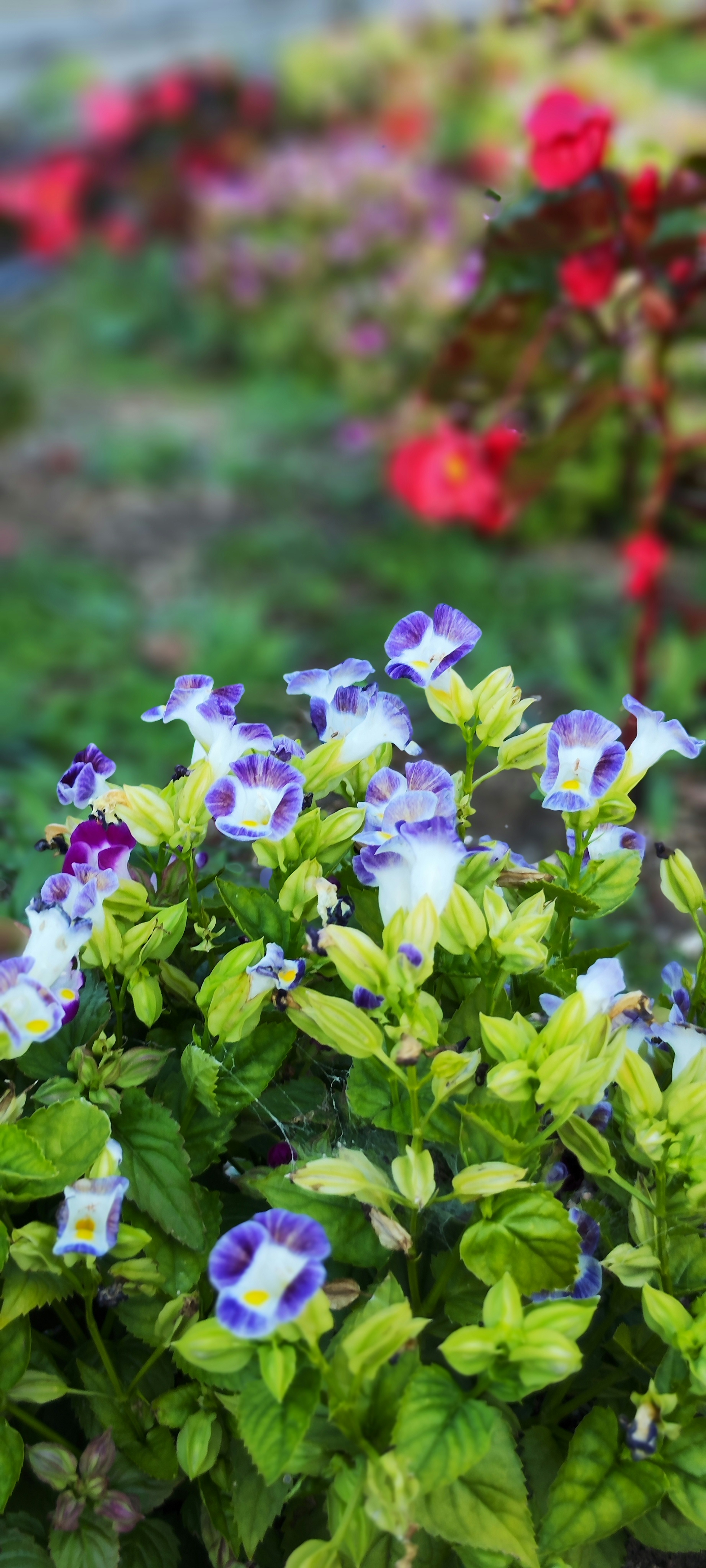 Grupo de plantas verdes con flores moradas y blancas