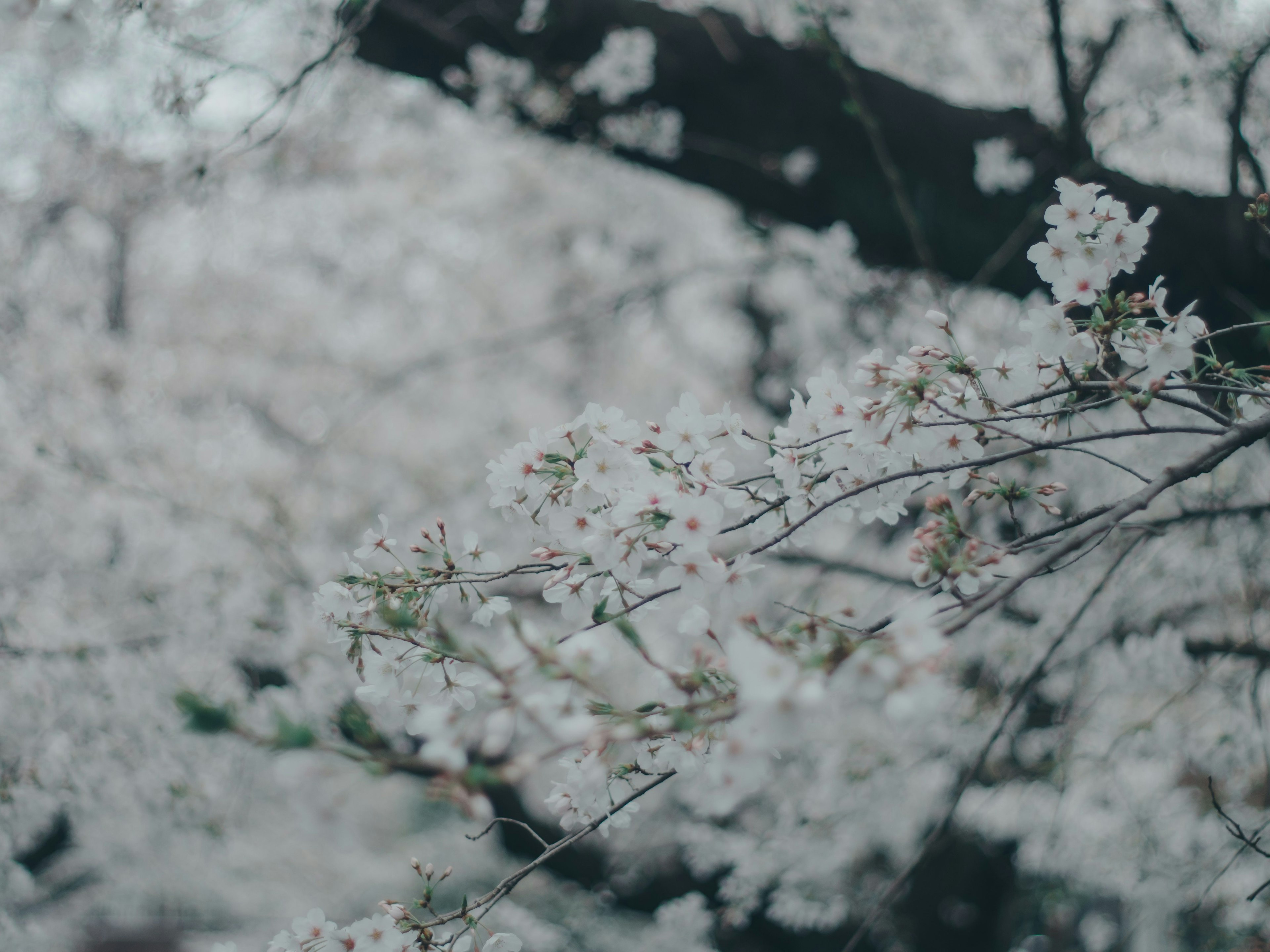 桜の花が咲いている木の枝のクローズアップ 白い花びらが満開で柔らかな色合い