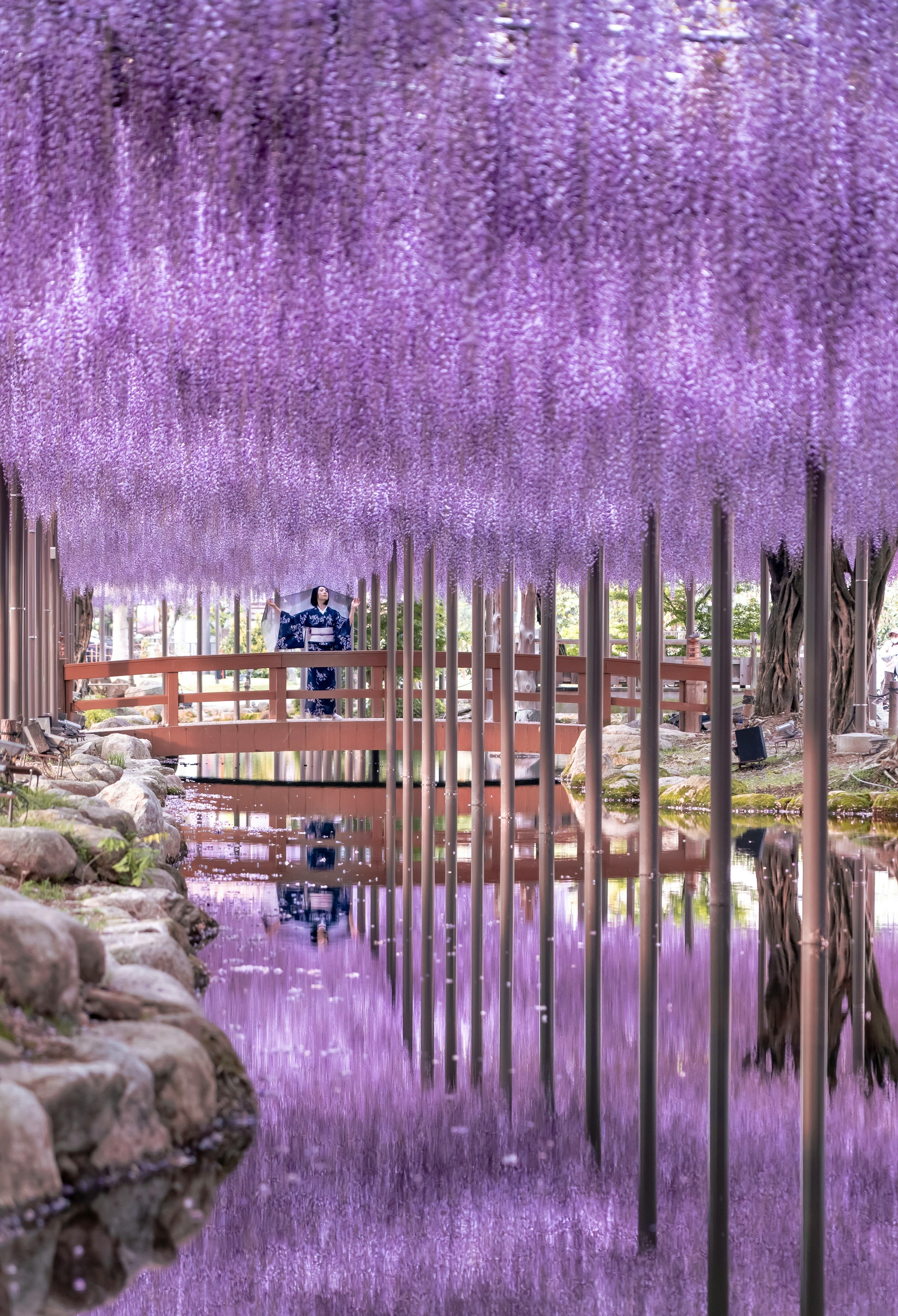 美丽的紫色藤花风景 一座桥和水中的倒影