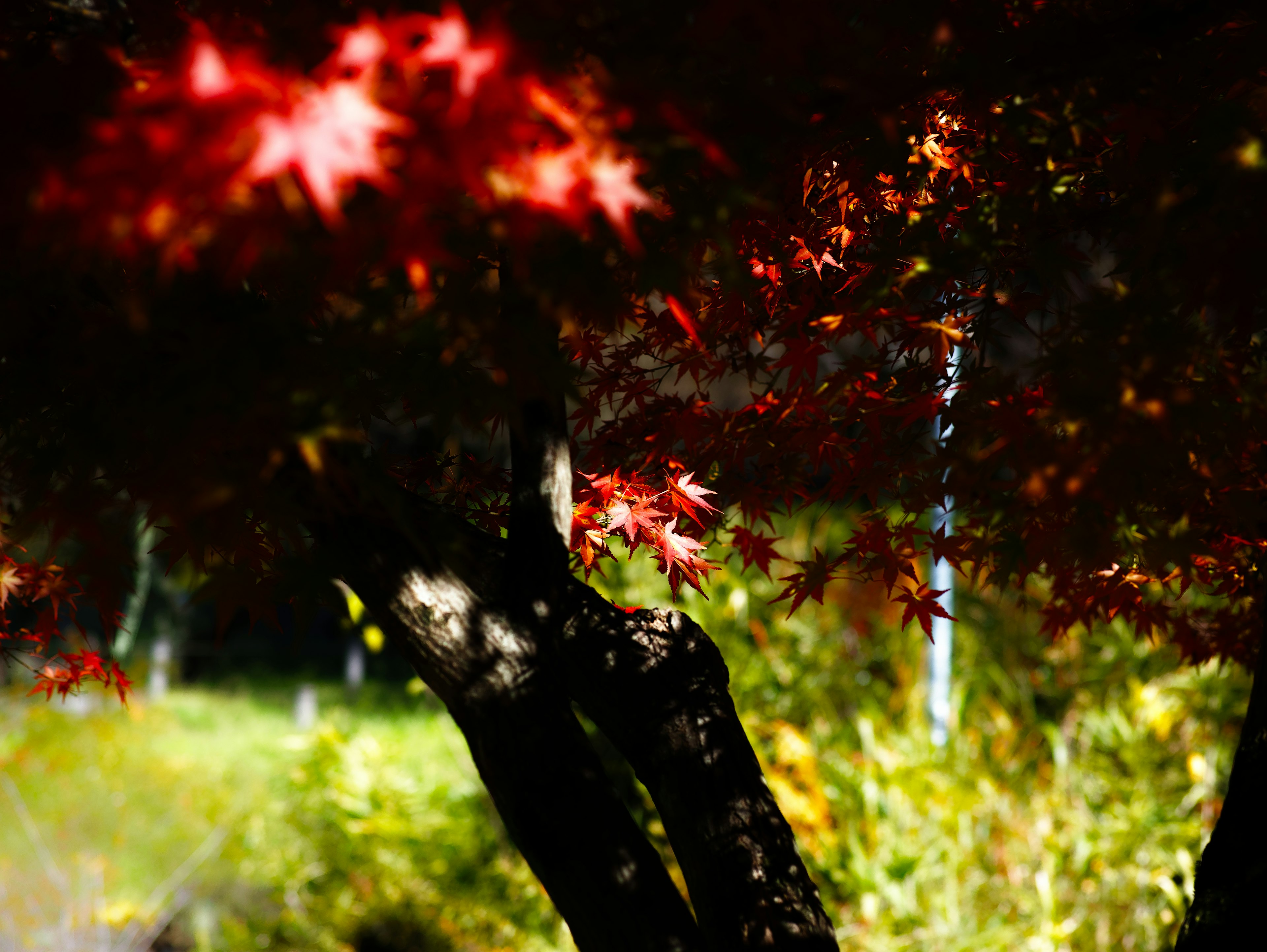 赤い紅葉が美しい木の背景に緑の草地