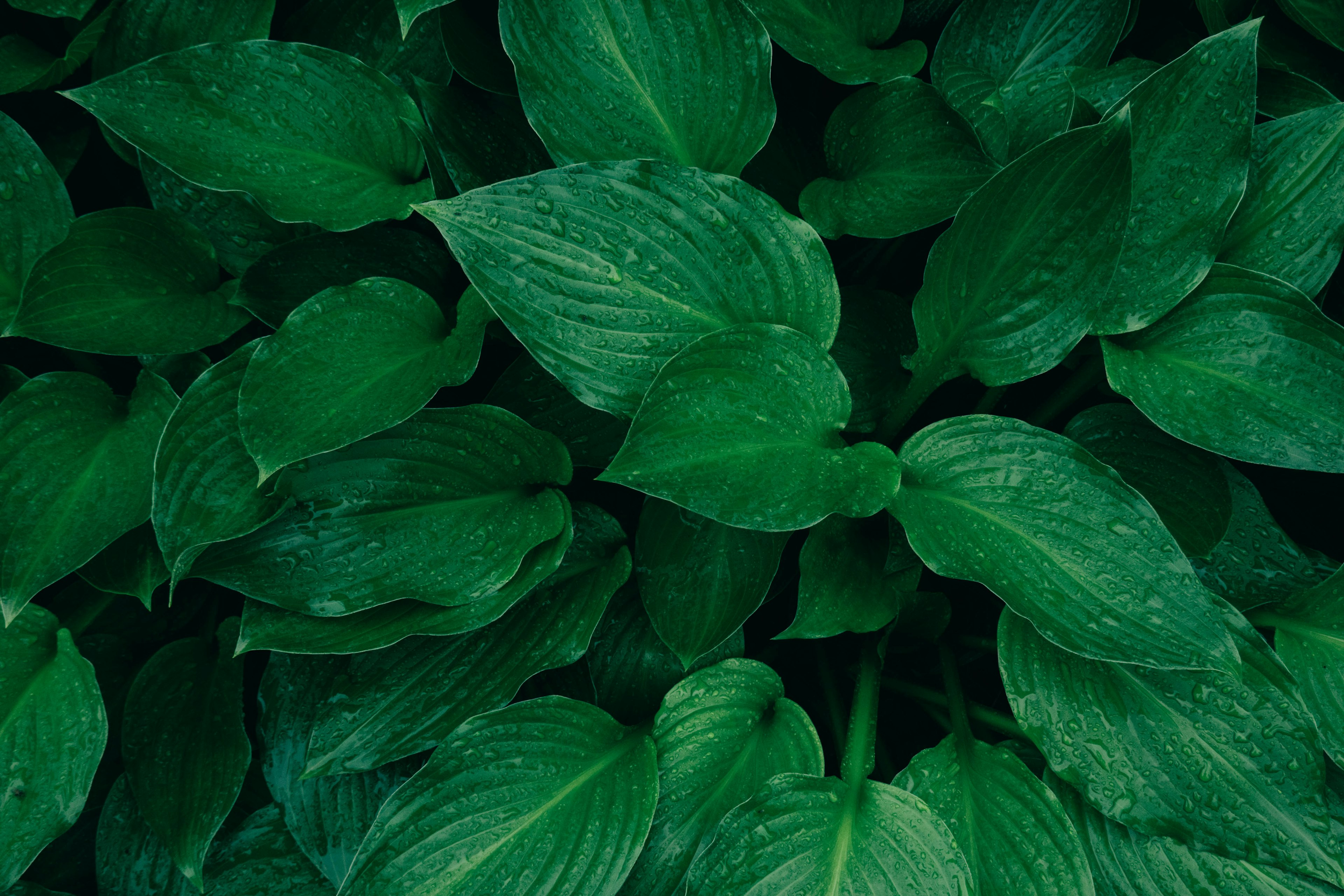 Disposición densa de hojas verdes