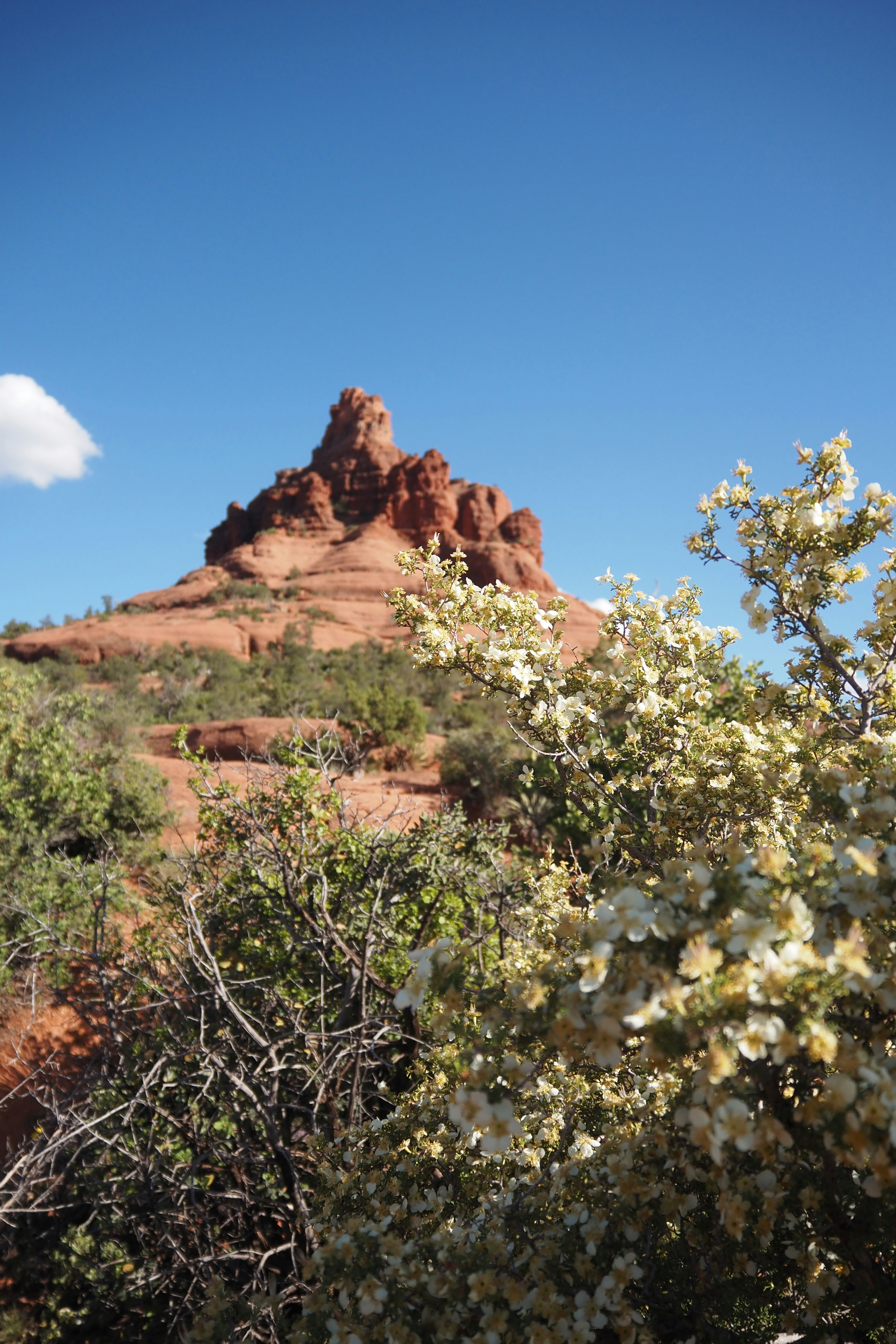 Rote Felsformation unter blauem Himmel mit blühenden gelben Blumen