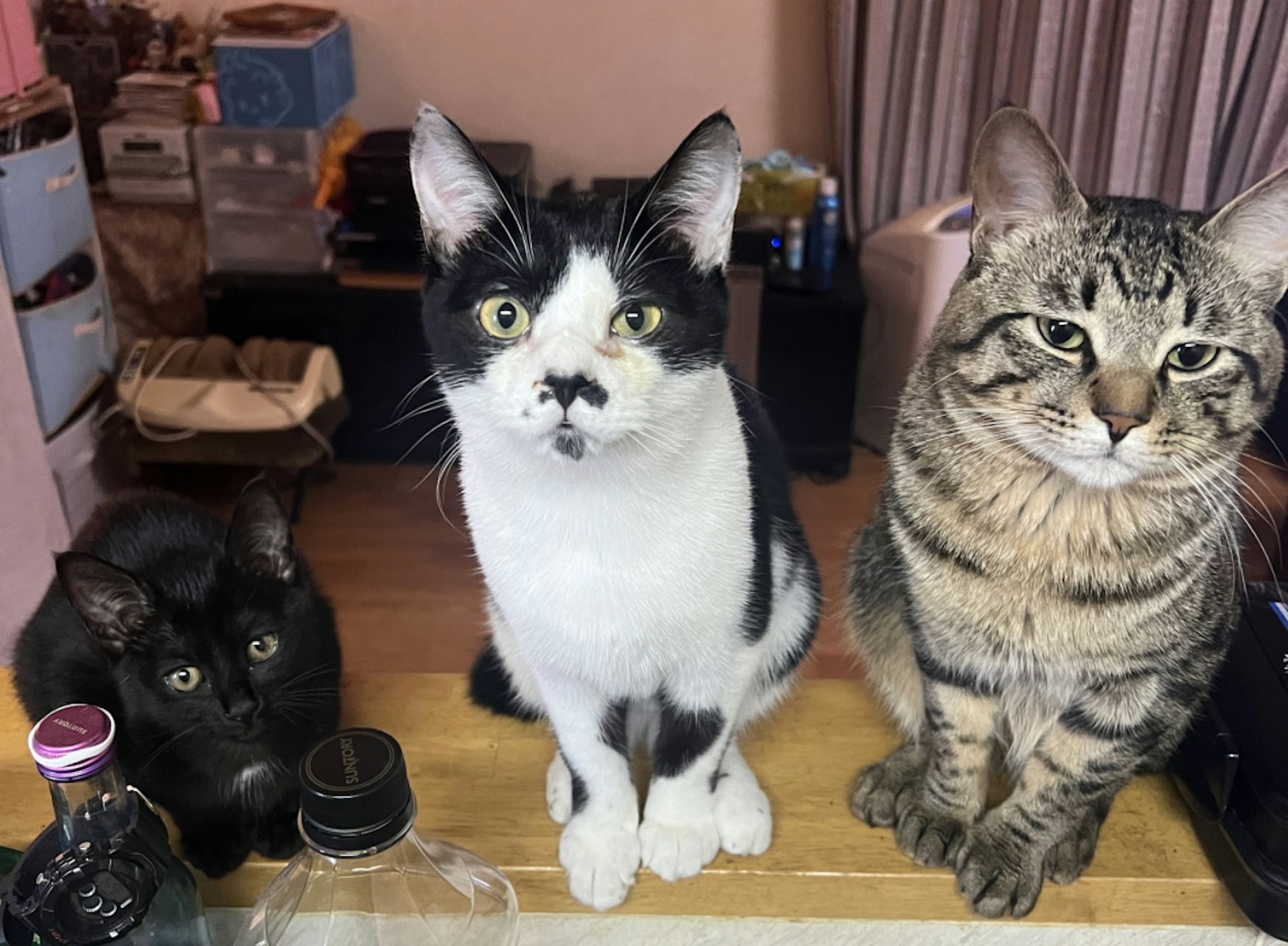 三匹の猫が並んでいる写真 黒猫と白黒猫と縞模様の猫