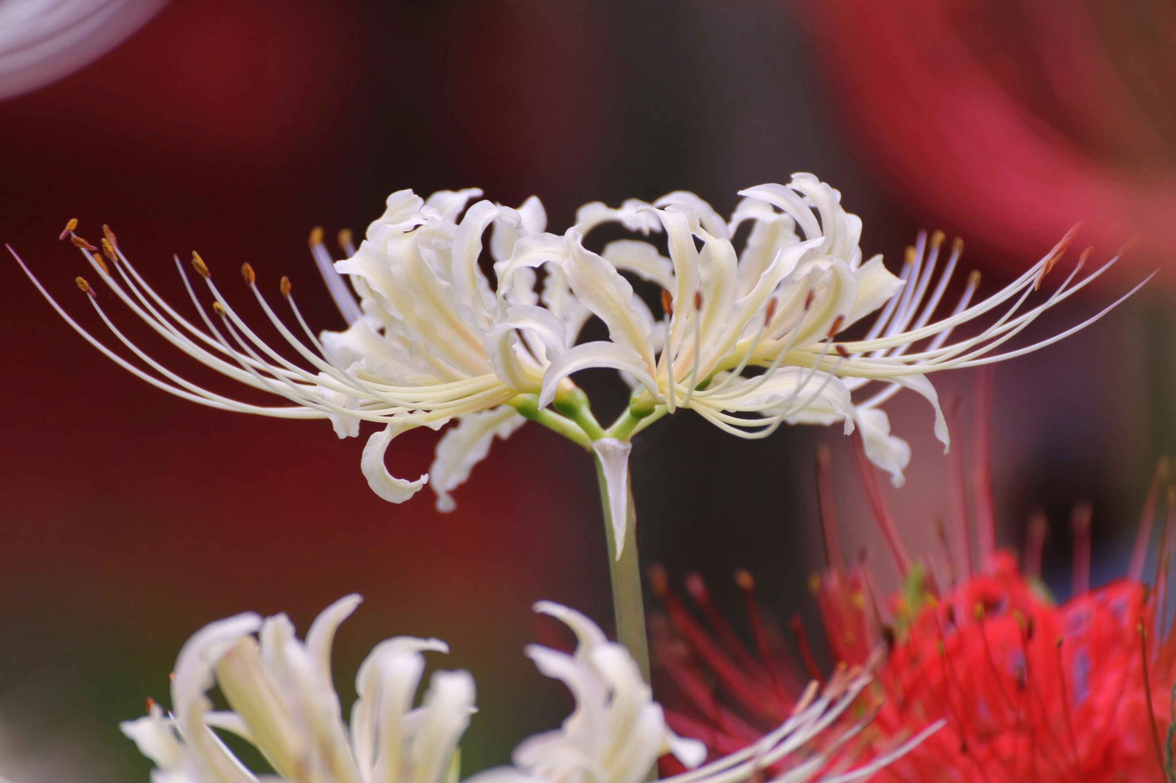 Primer plano de flores blancas delicadas con pétalos largos