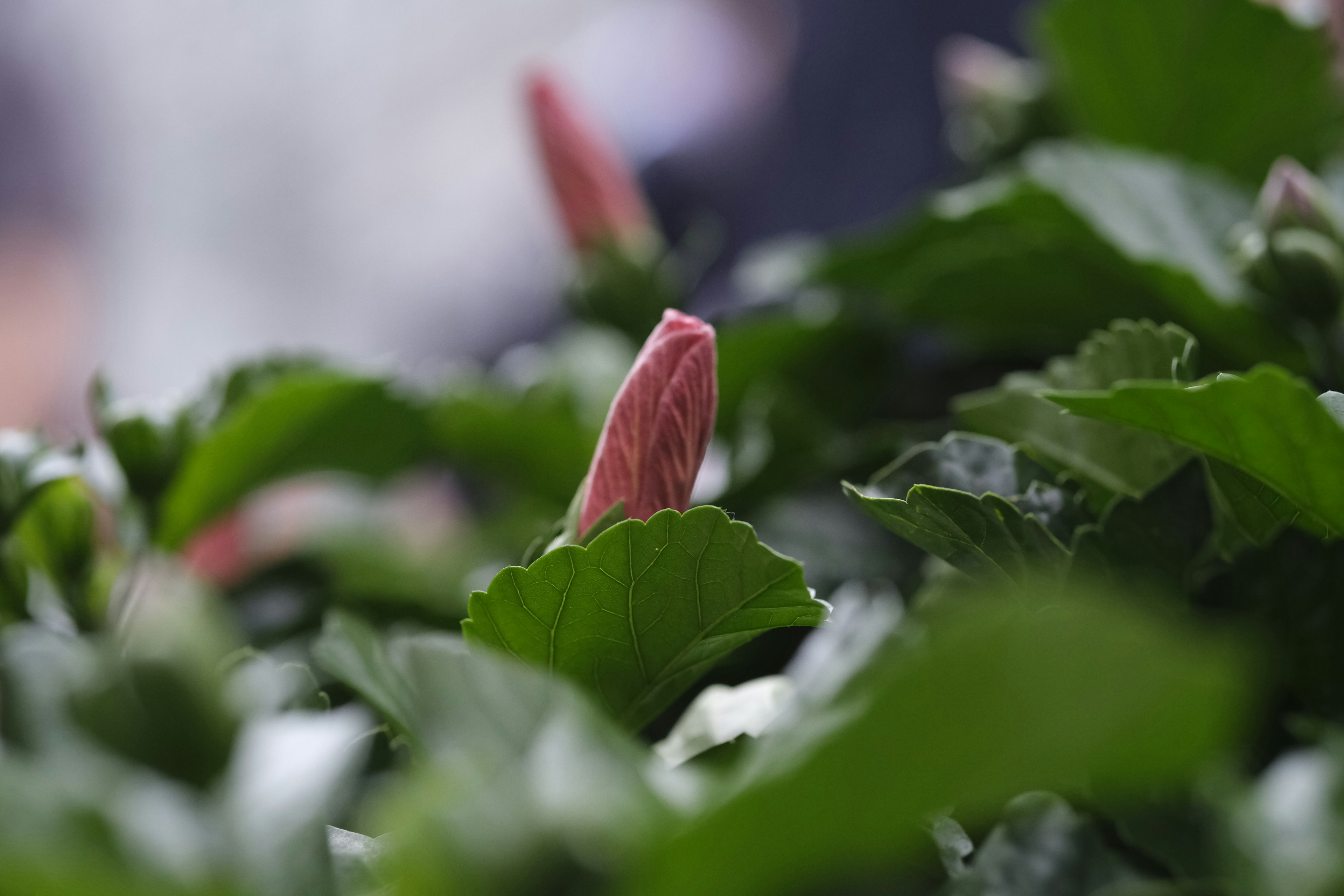 綠色葉子環繞的花蕾特寫