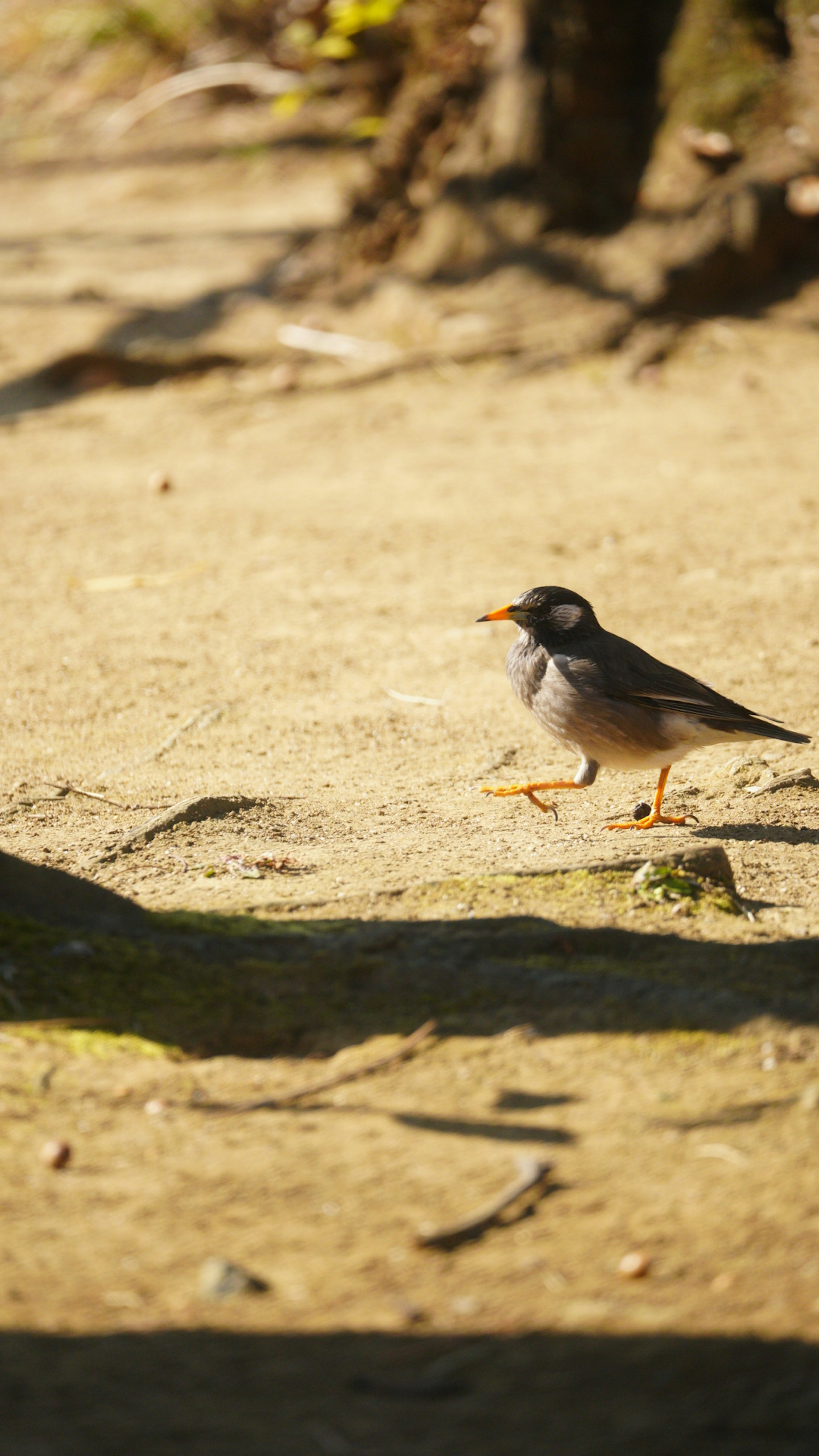 A small bird walking on the ground in sunlight