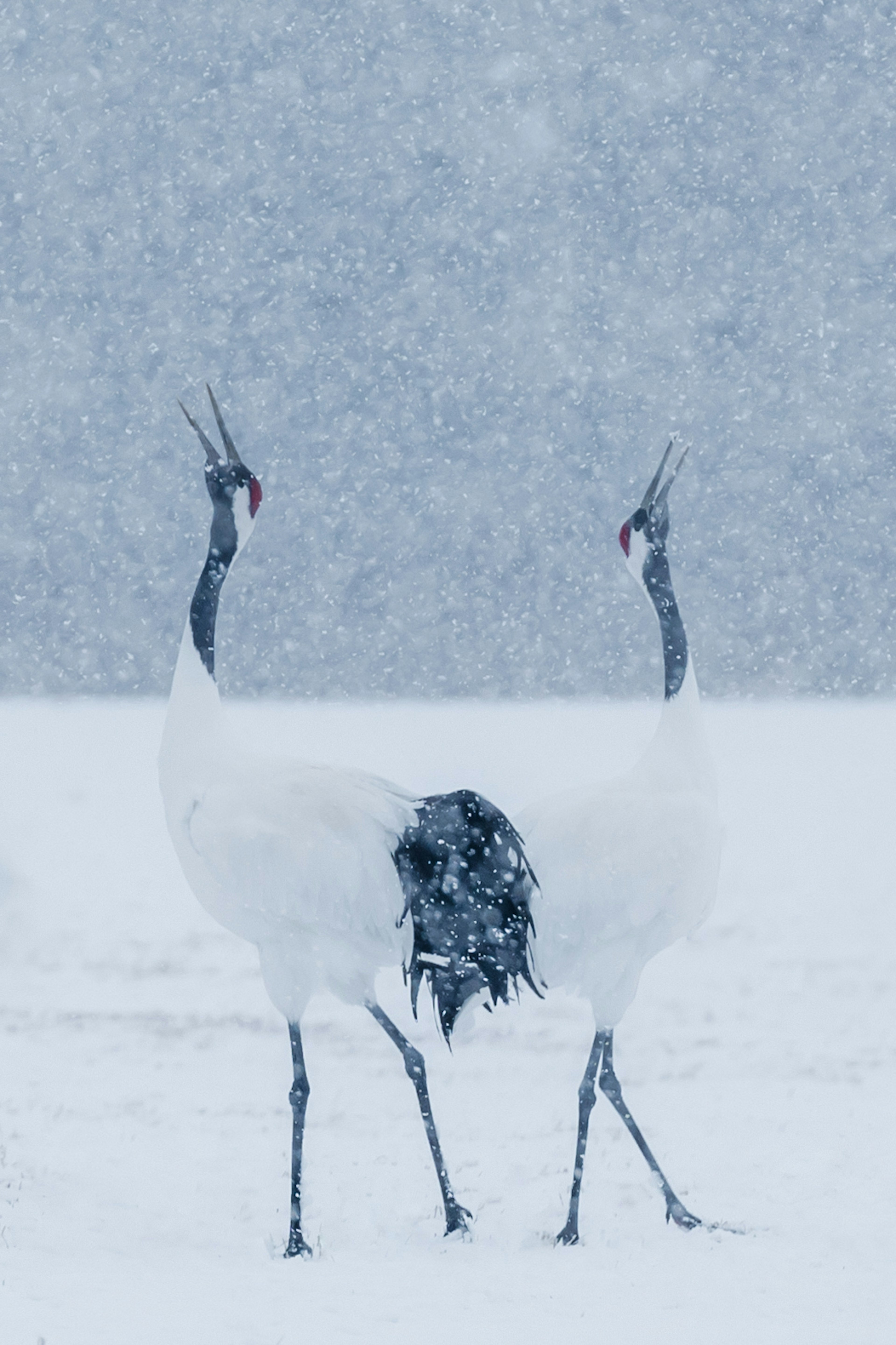 Deux grues à couronne rouge appelant dans la neige