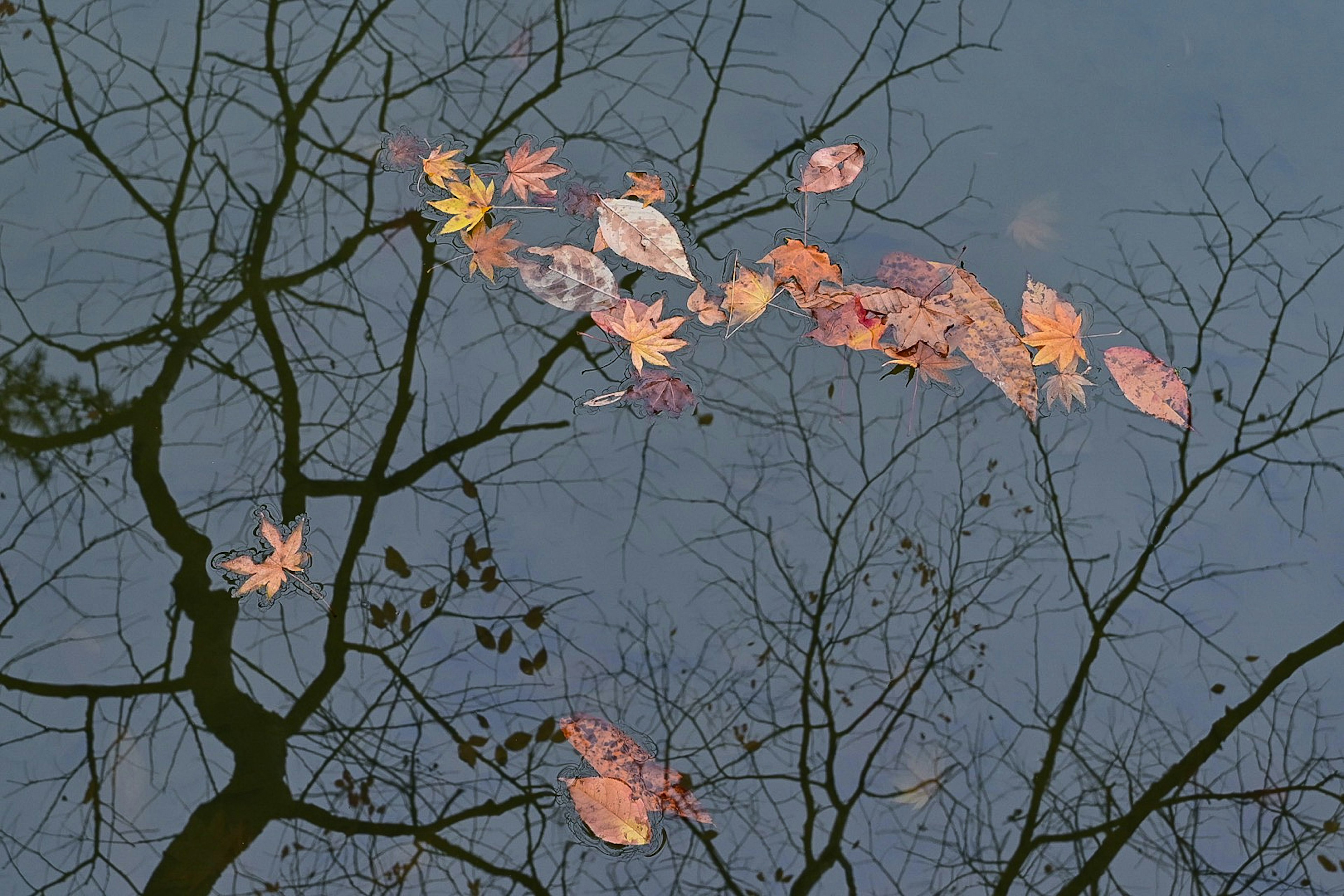 Feuilles d'automne flottant sur l'eau avec des reflets d'arbres