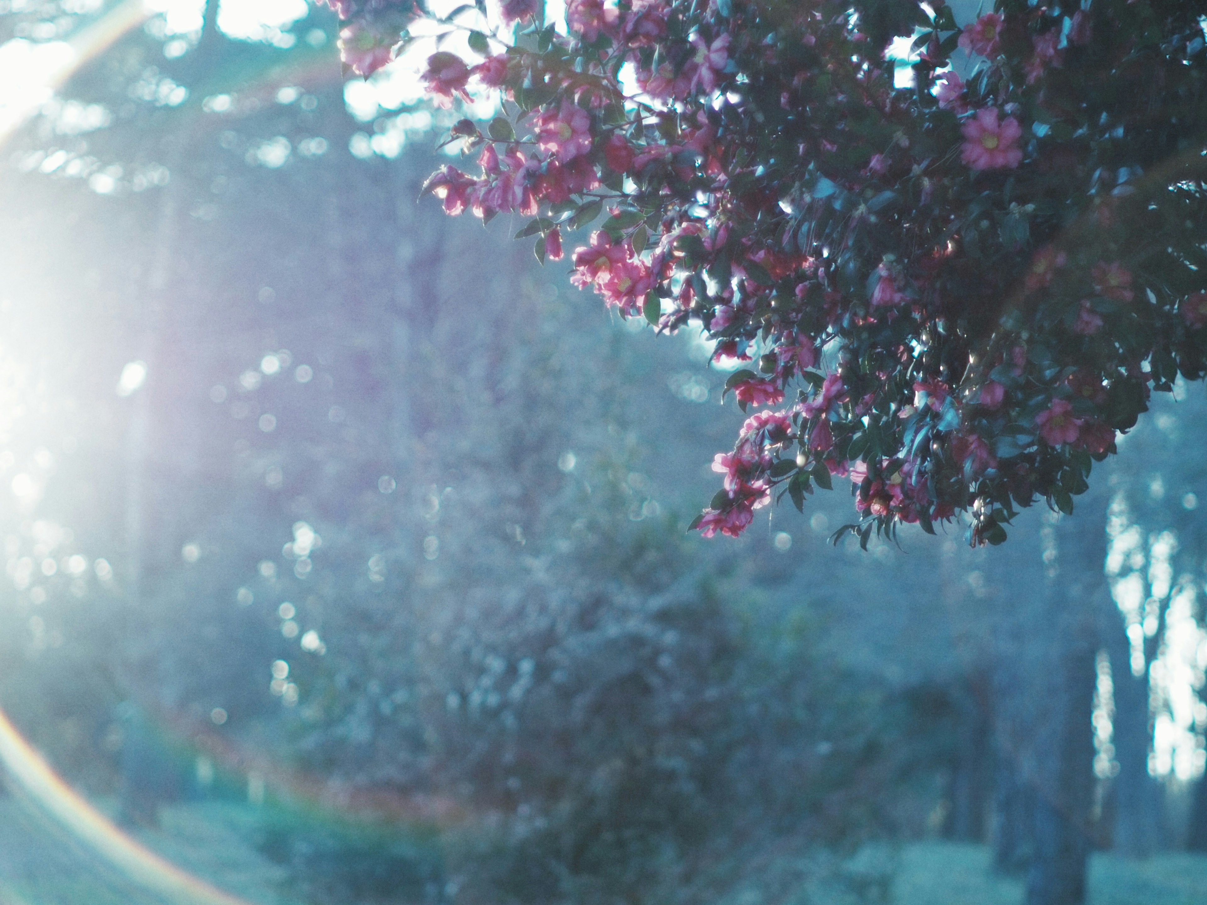 Pink flowers against a blue background with a halo of light