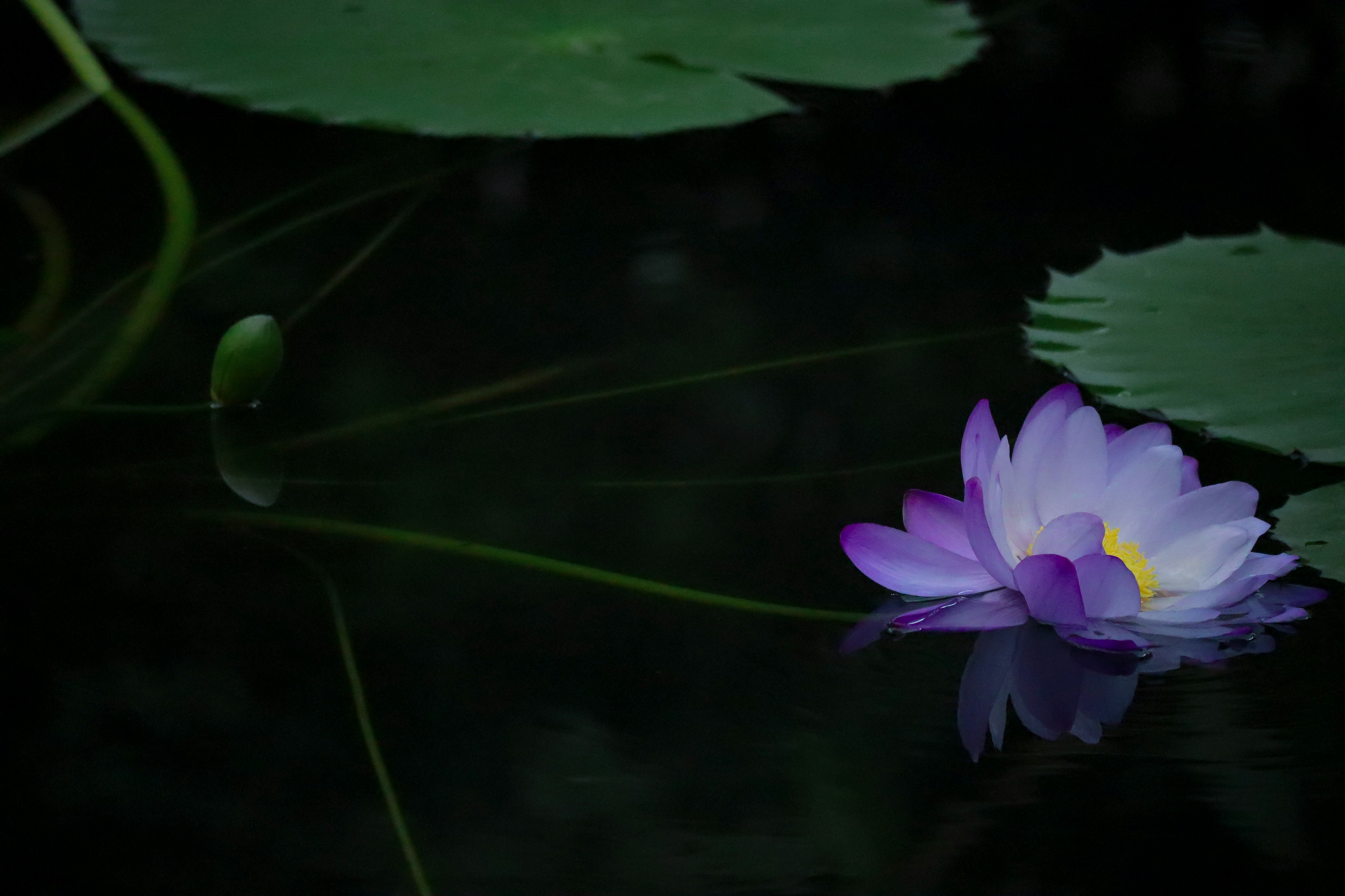 紫色睡莲漂浮在水面上，旁边有绿色叶子