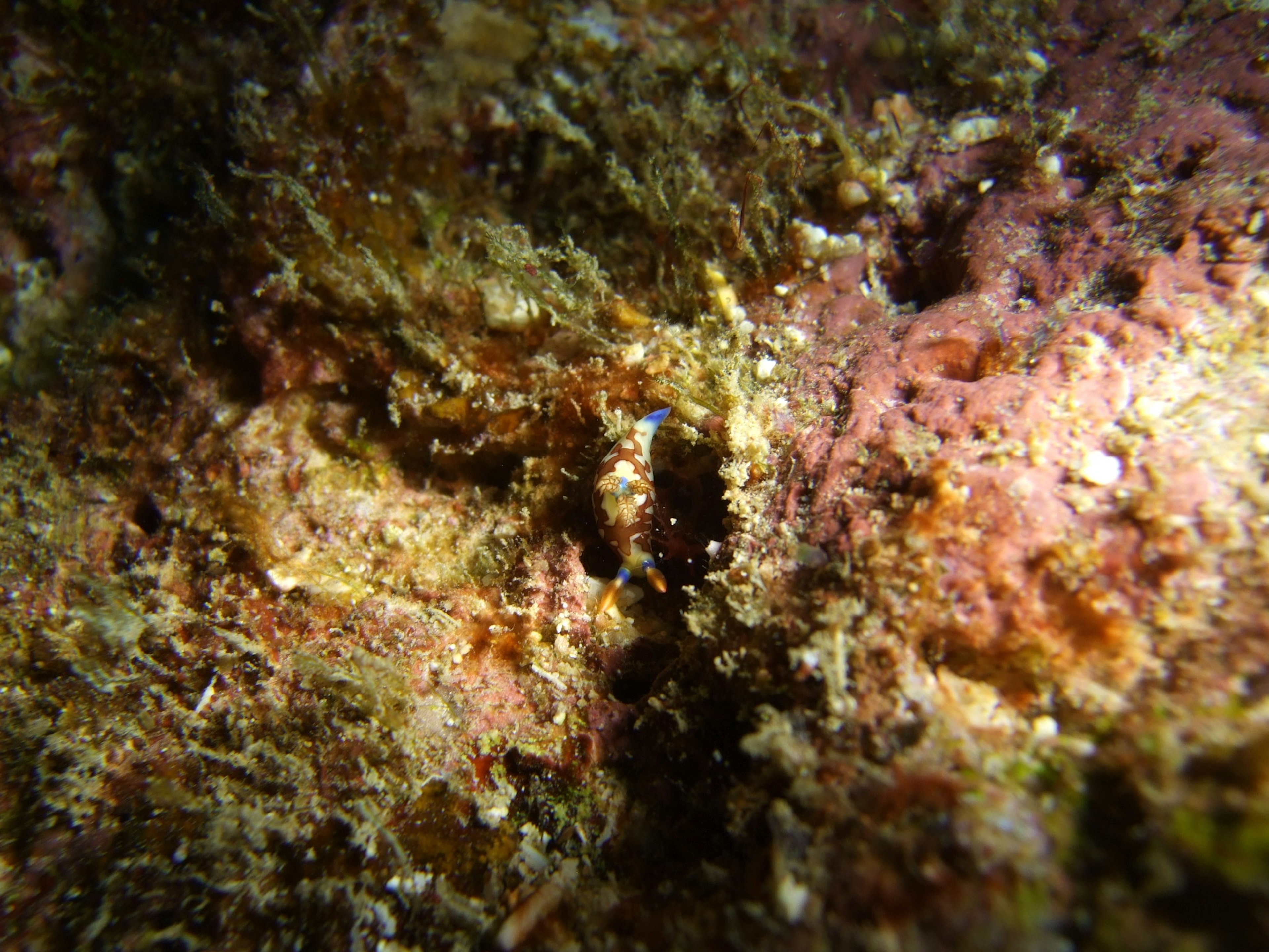 Detailliertes Bild von bunten Felsen und Algen auf dem Meeresboden