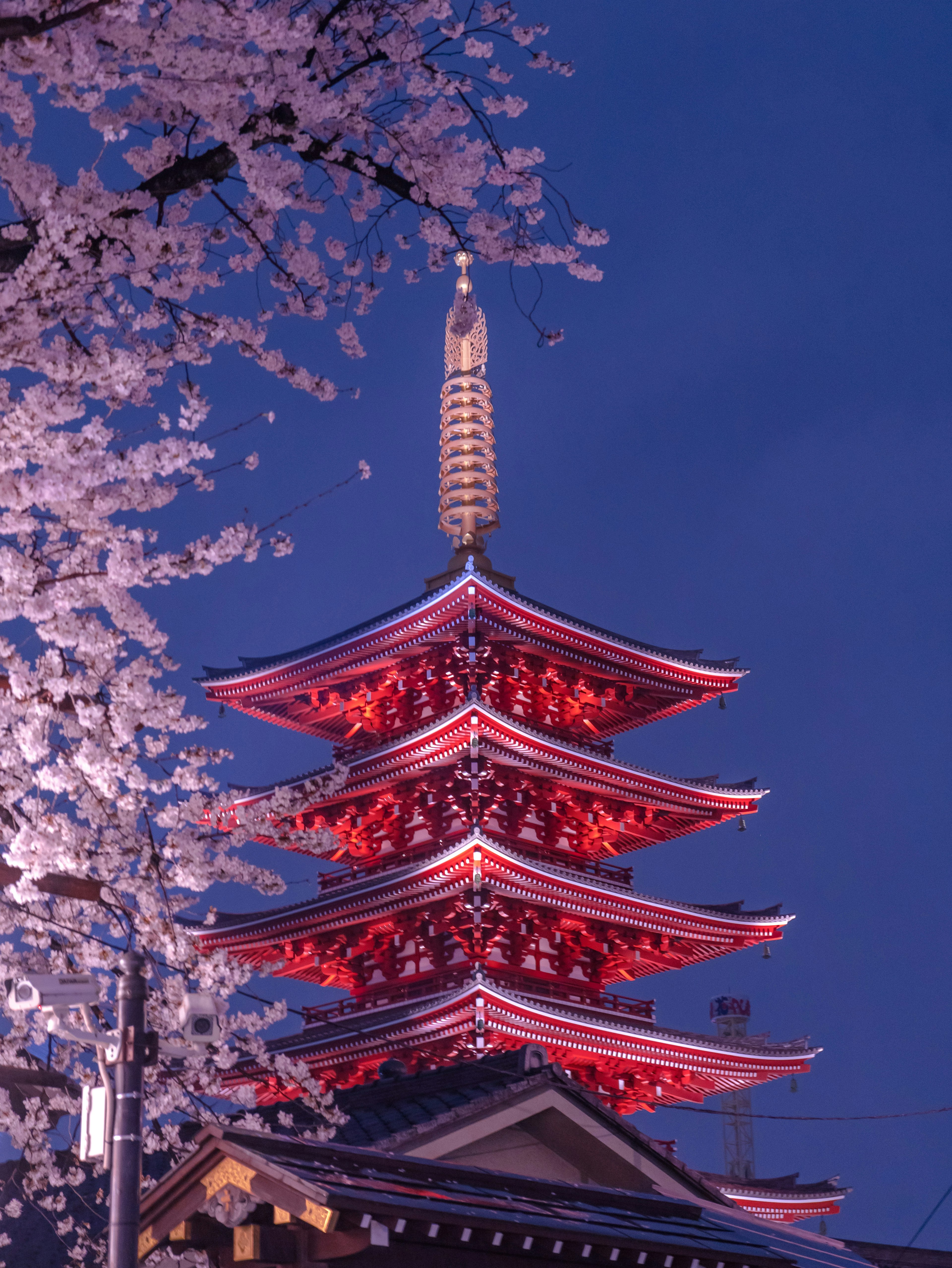 夜の桜と赤い五重塔の美しい風景