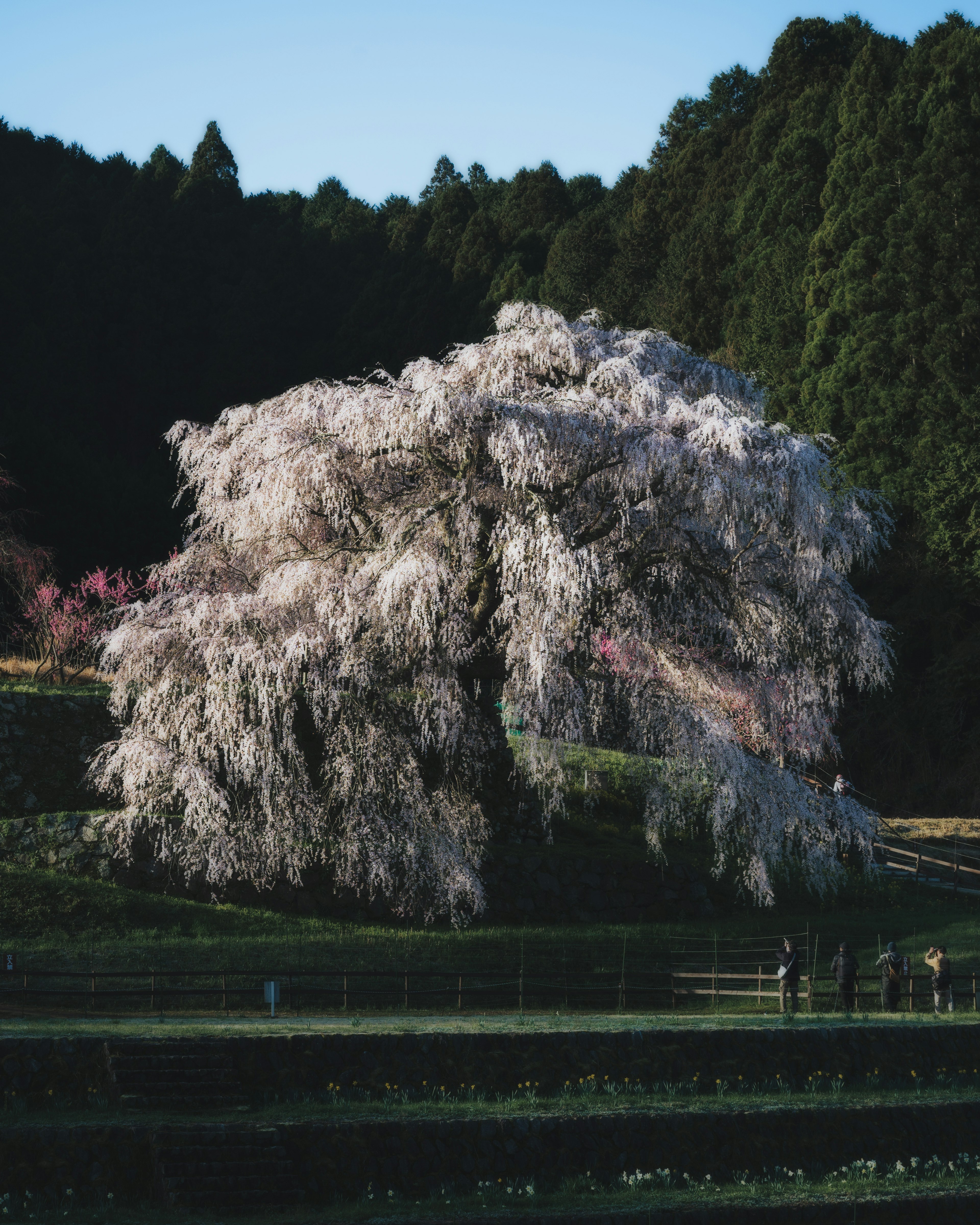 Pohon sakura yang indah dengan latar belakang hijau