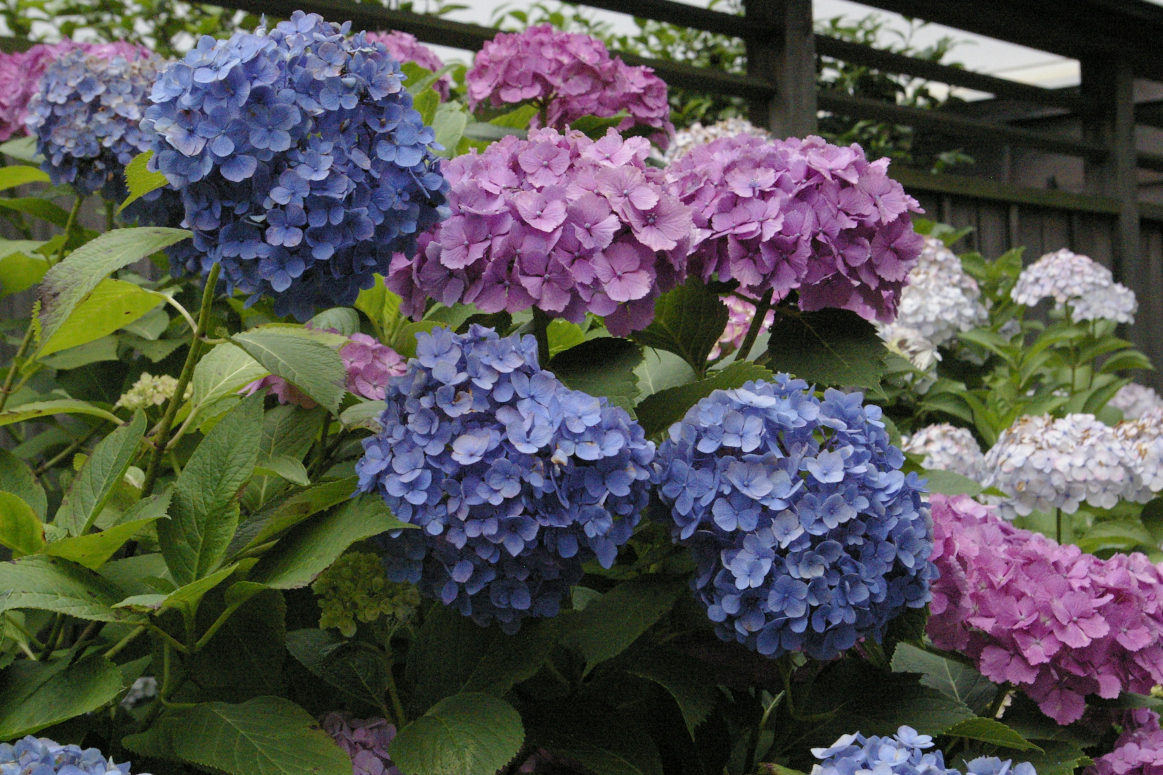 Flores de hortensia vibrantes en tonos de azul y púrpura