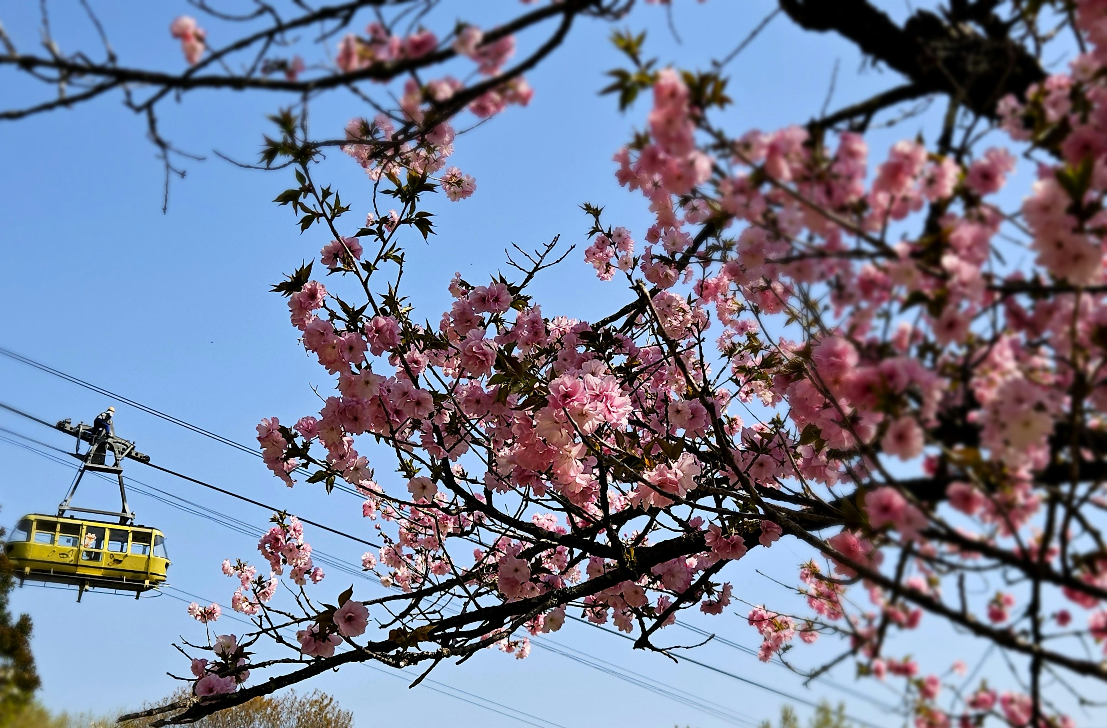 Kirschblütenzweige mit rosa Blüten und einer Seilbahn im Hintergrund