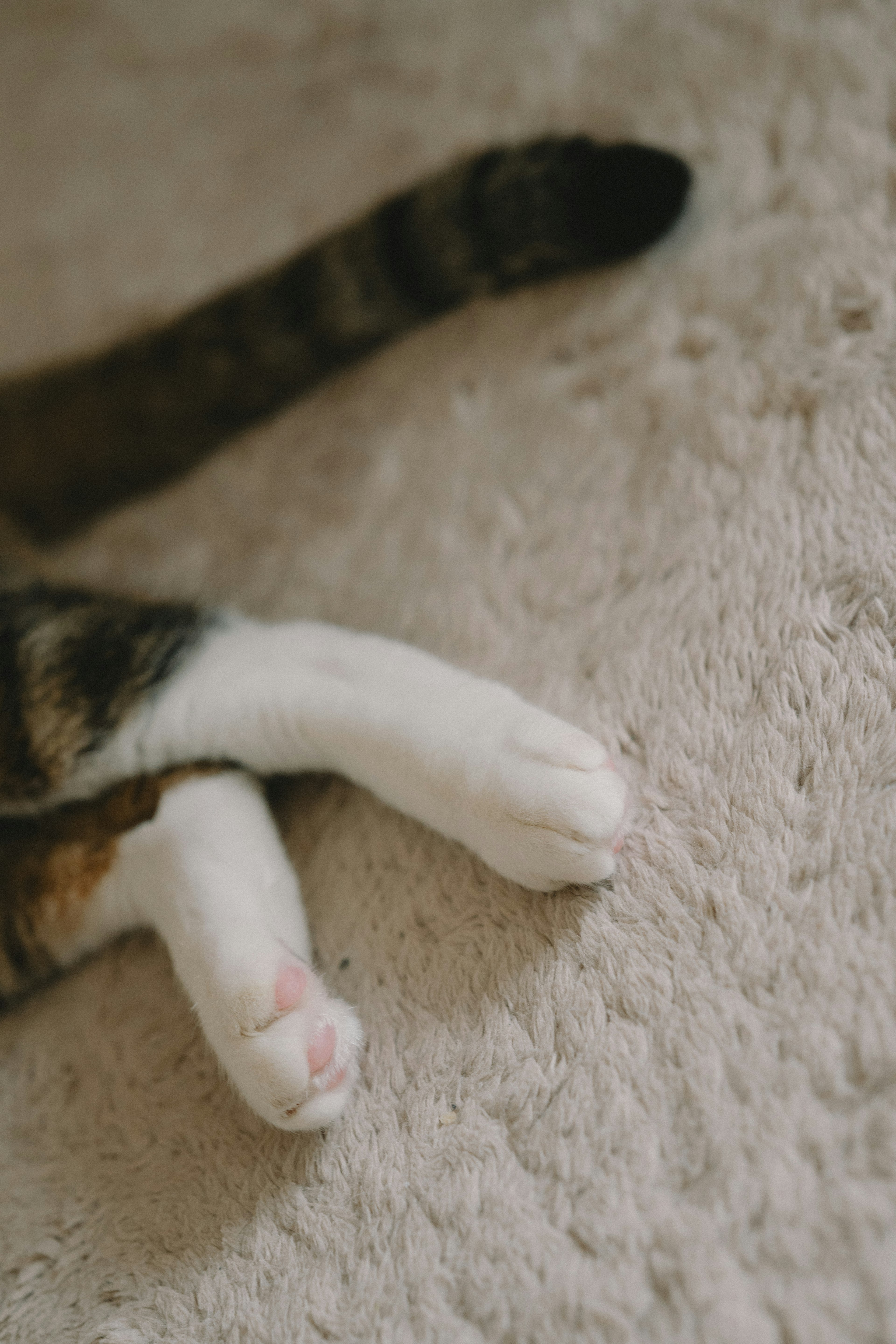 Close-up of a cat's paws with white and patterned fur