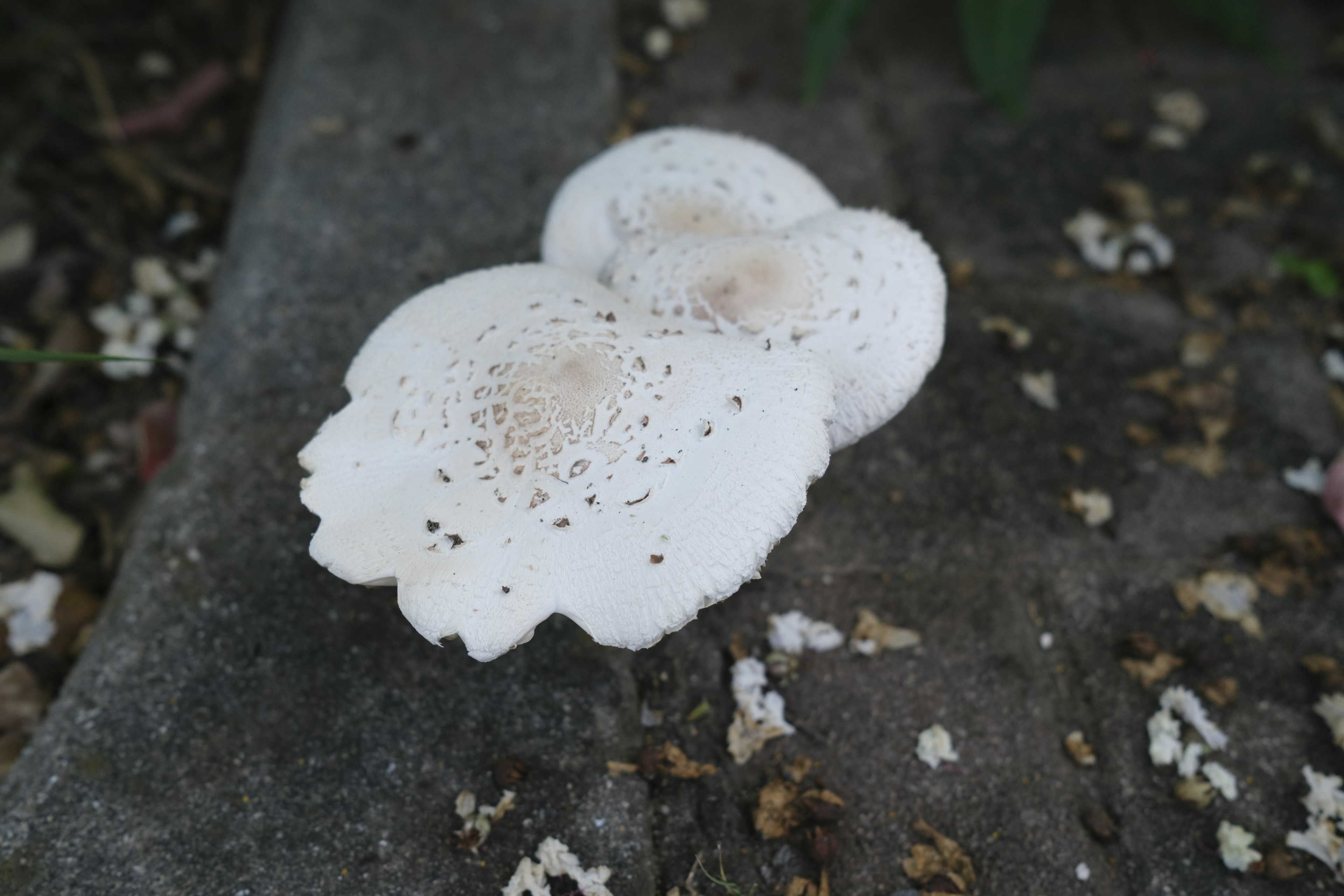 White mushrooms lying on the ground