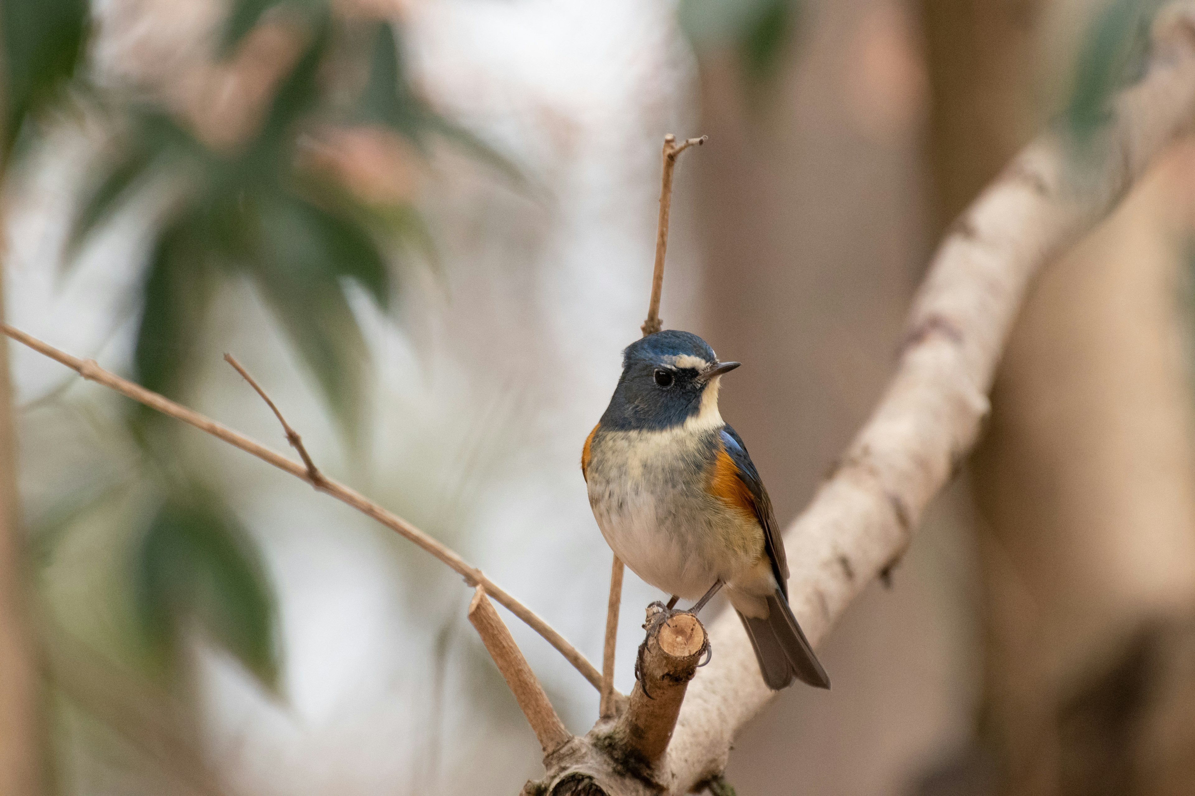 A small bird with a blue head and orange belly perched on a branch