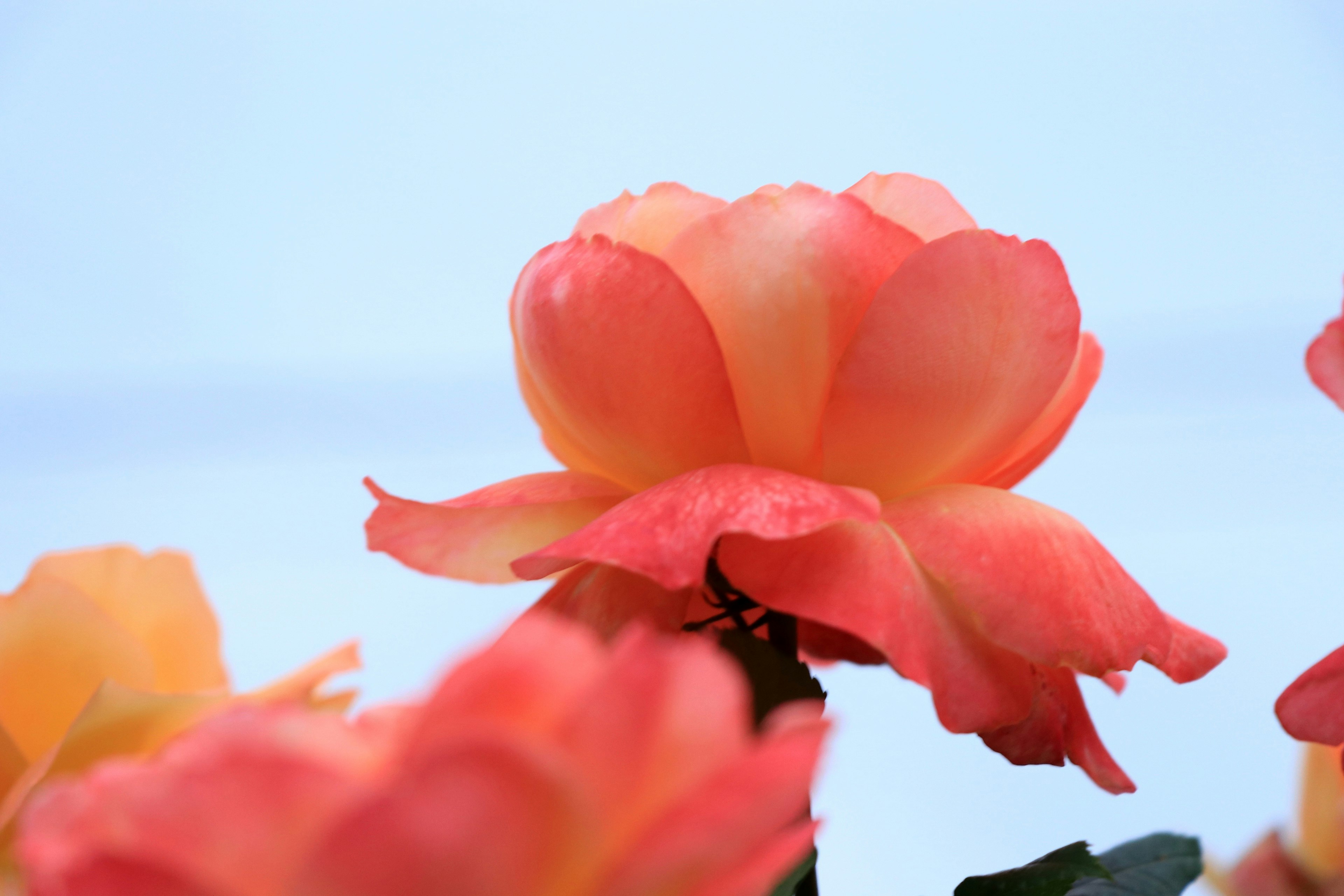 Close-up of a blooming rose with soft pink and orange petals