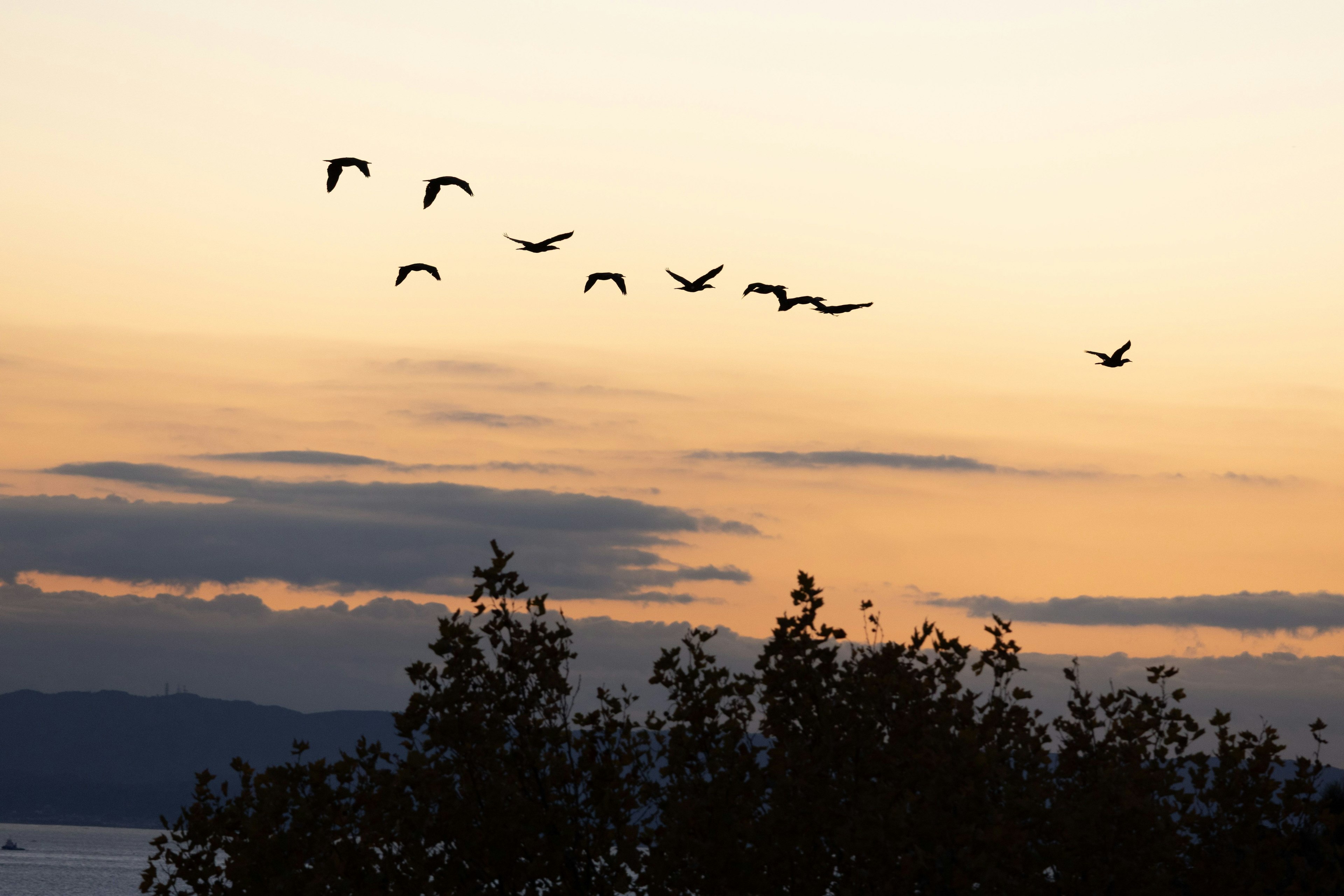 夕焼けの空を背景に飛ぶ鳥の群れとシルエットの木