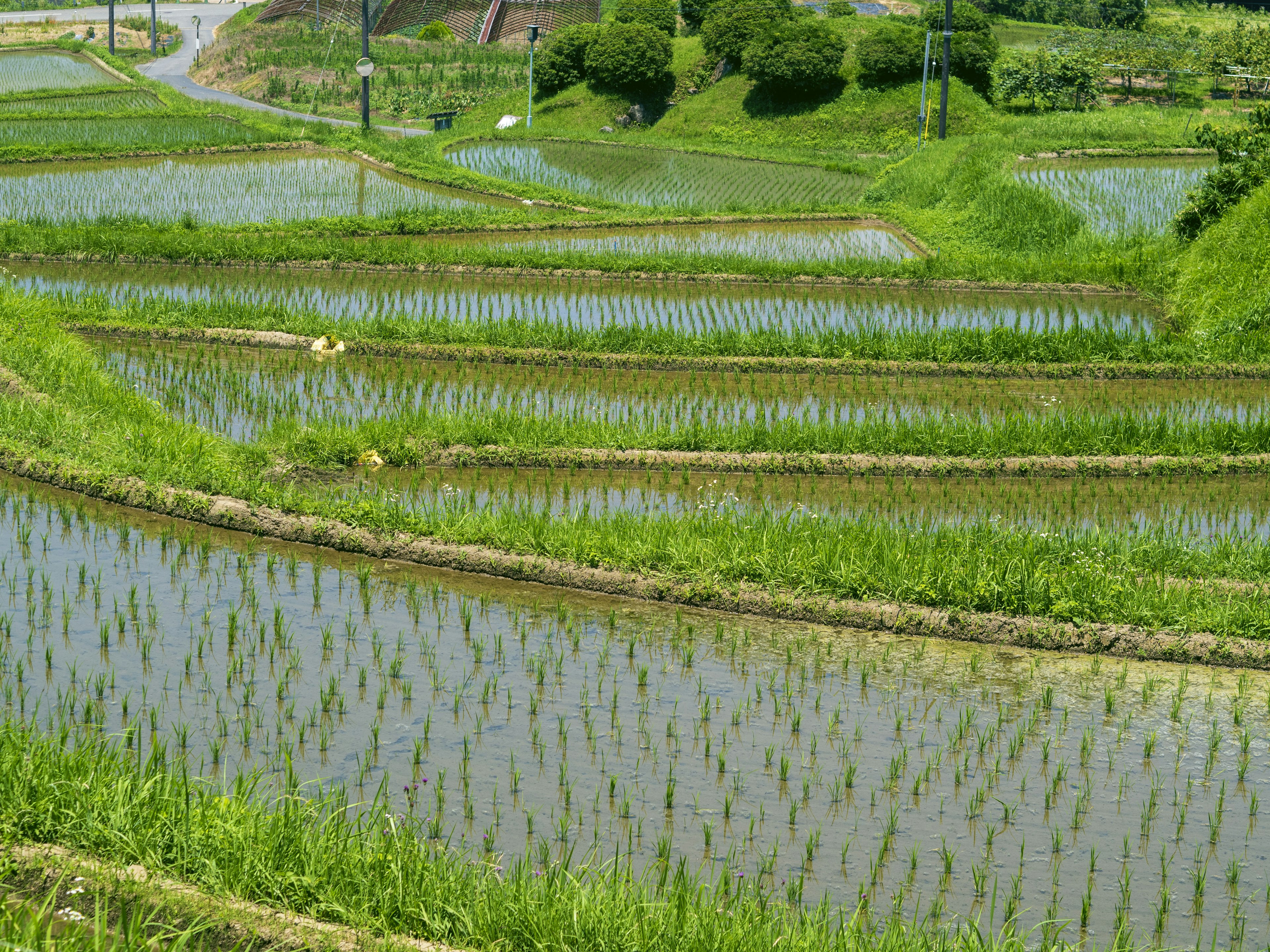 Pemandangan indah sawah padi padi hijau subur yang memantulkan di air