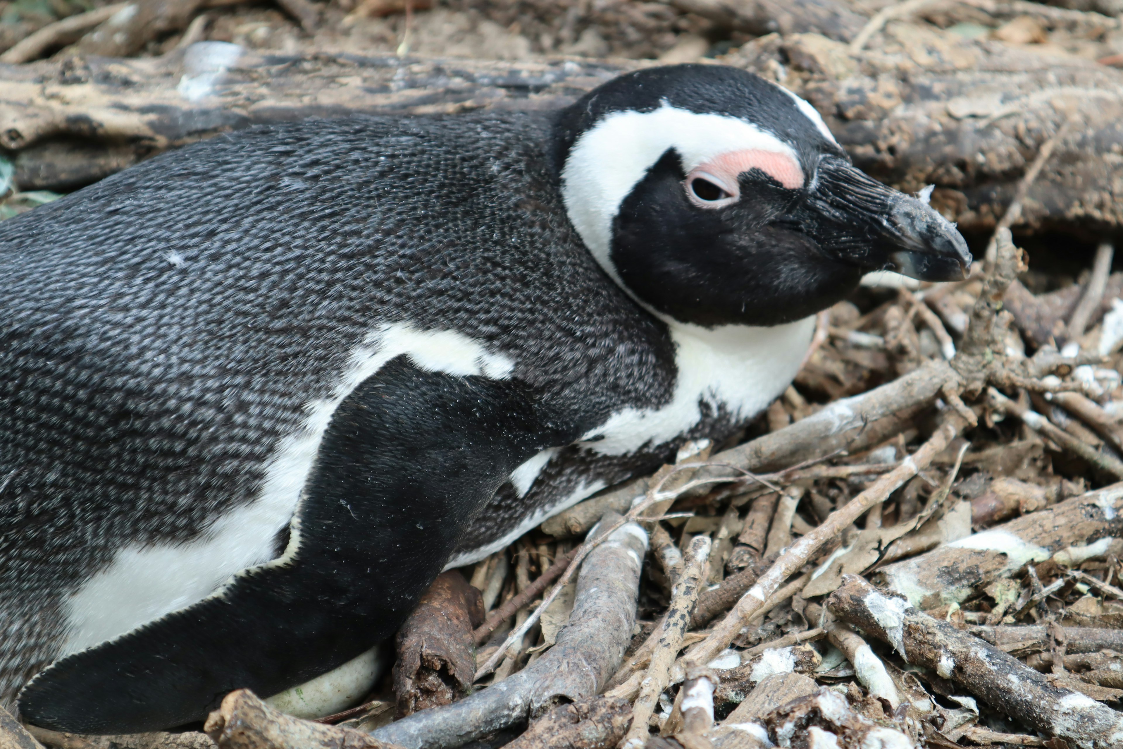 Pinguino africano che riposa vicino al suo nido