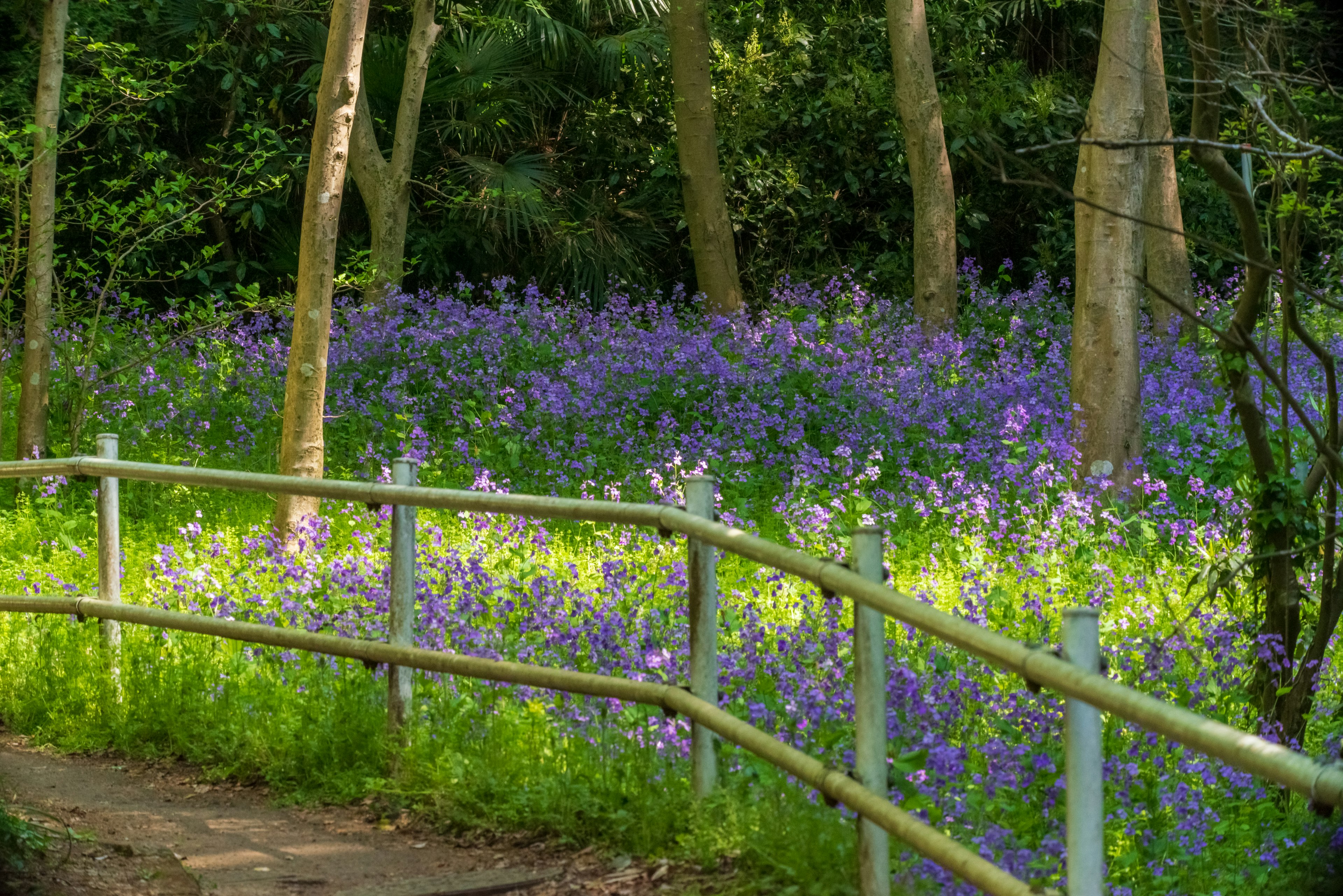 紫色の花が咲き誇る緑豊かな公園の小道