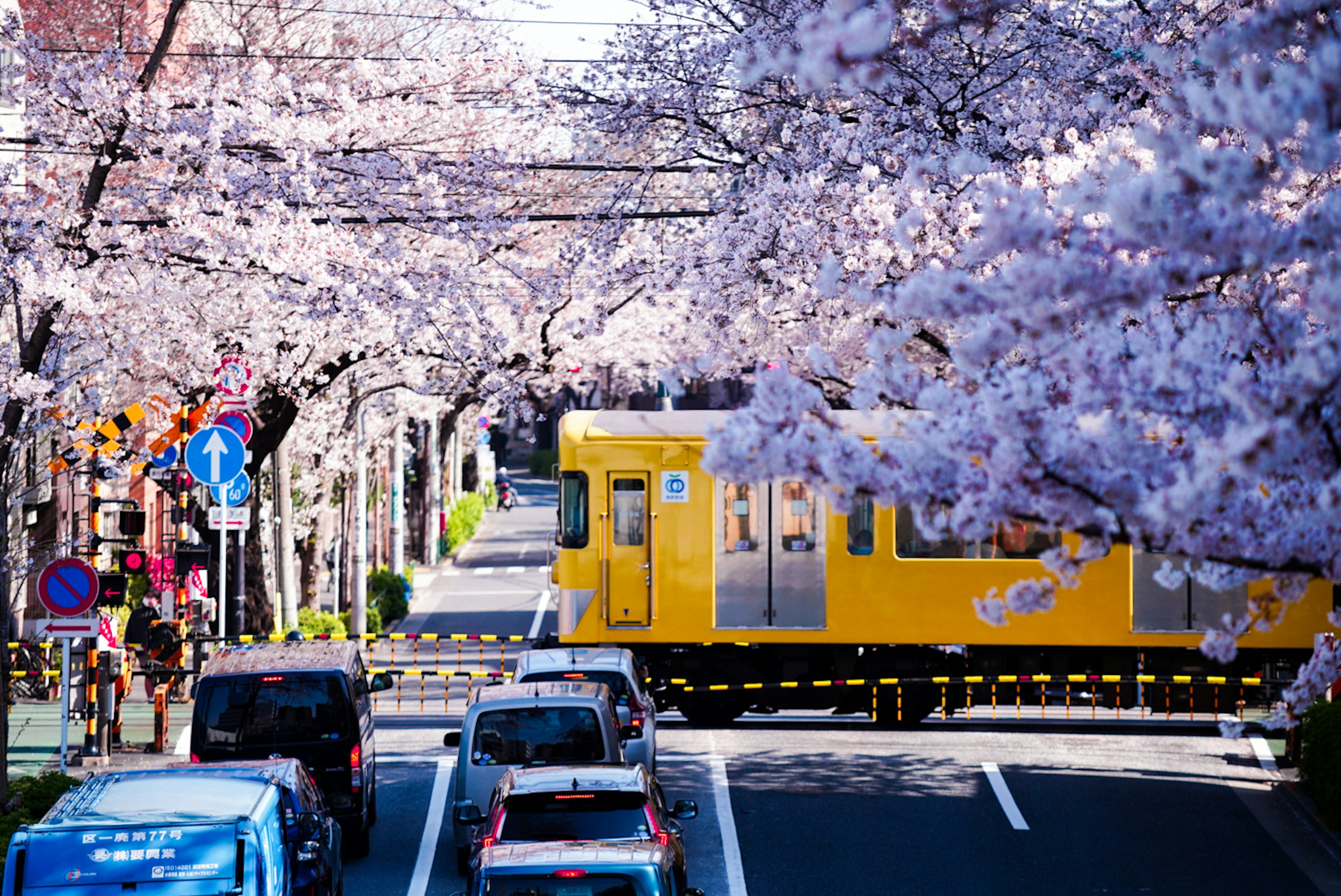 桜の木に囲まれた道路を走る黄色い電車