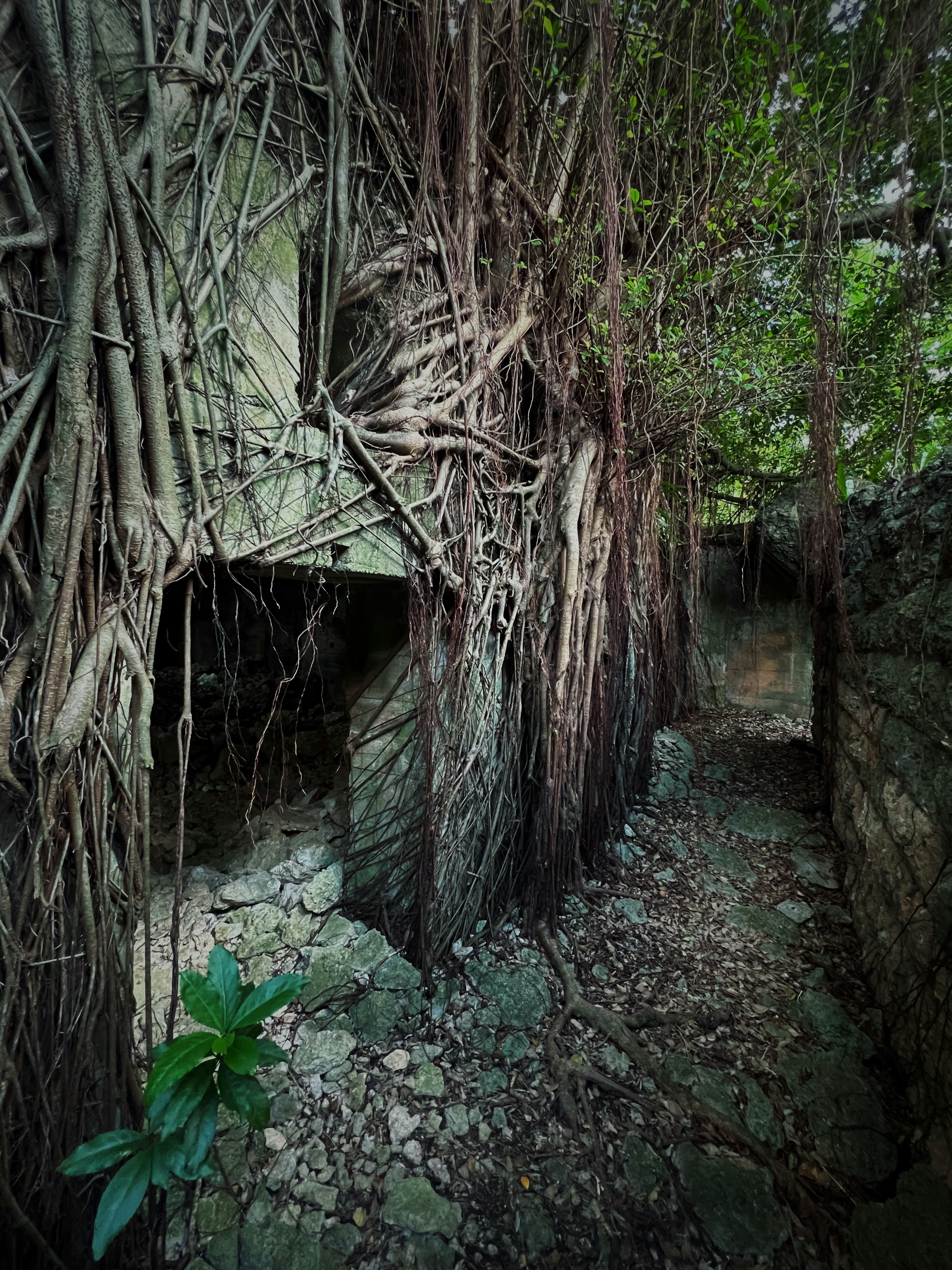 Overgrown stone pathway surrounded by lush greenery and roots