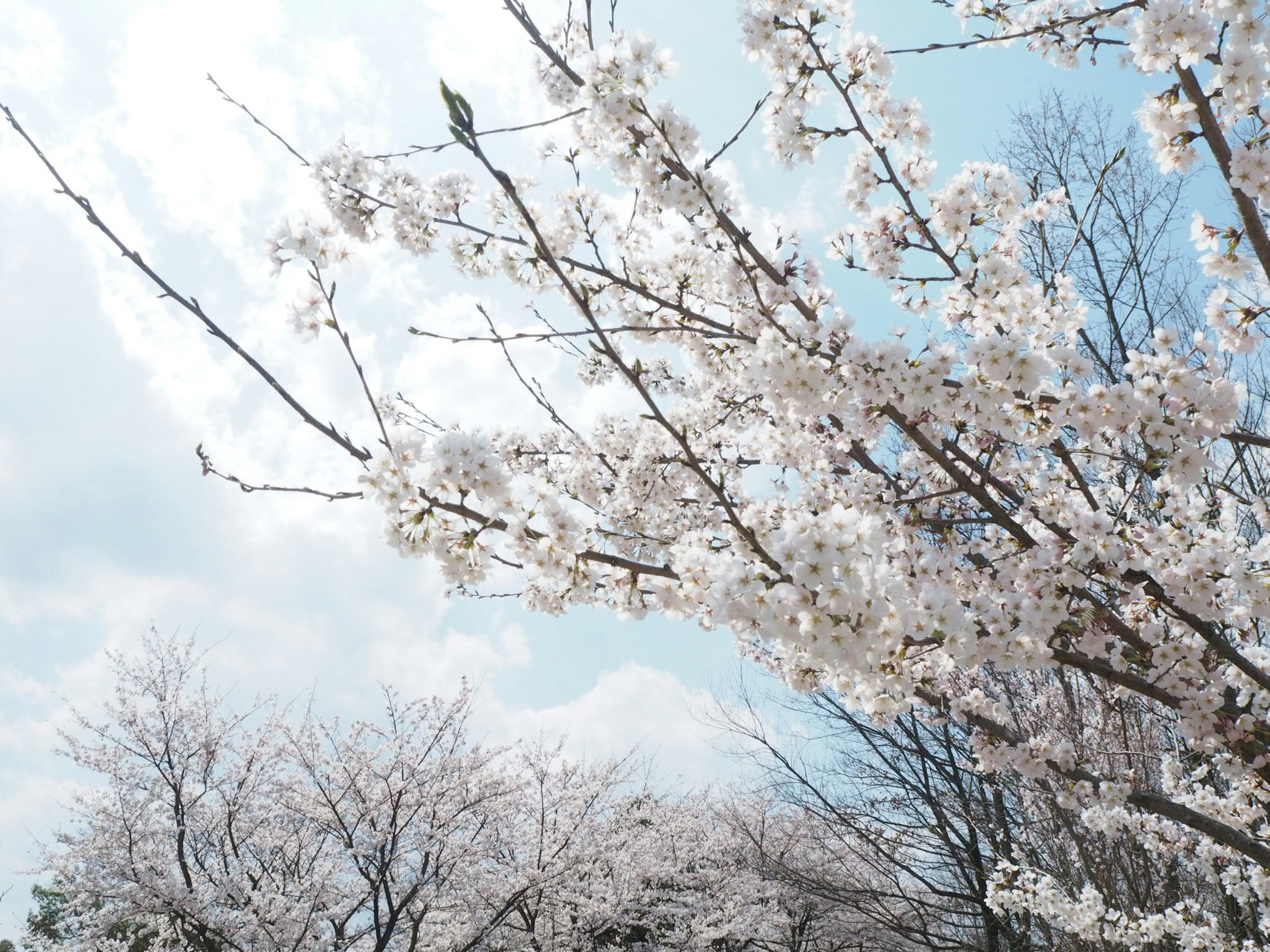 Close-up cabang bunga sakura di bawah langit biru