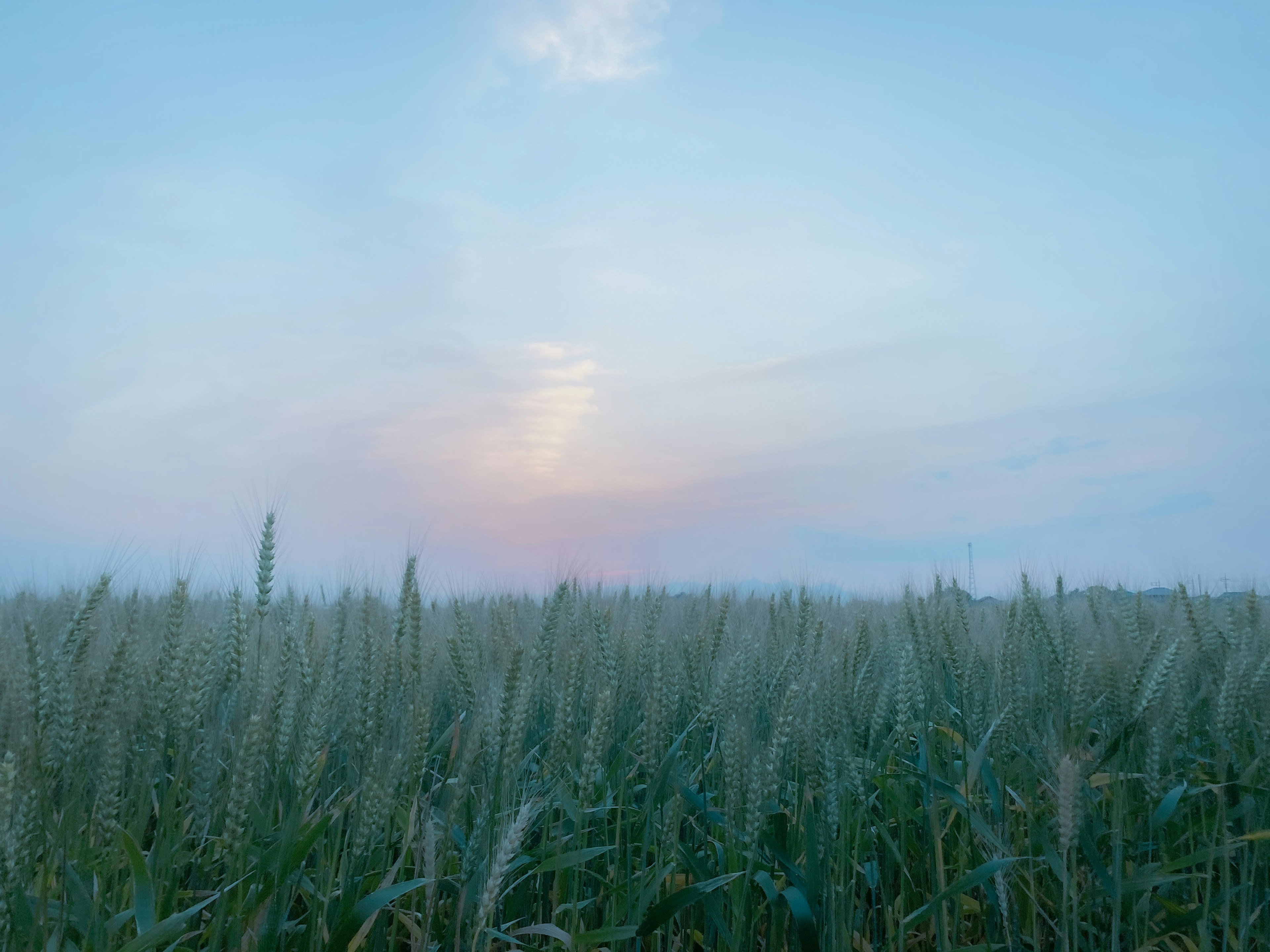 Ladang gandum di bawah langit biru saat senja