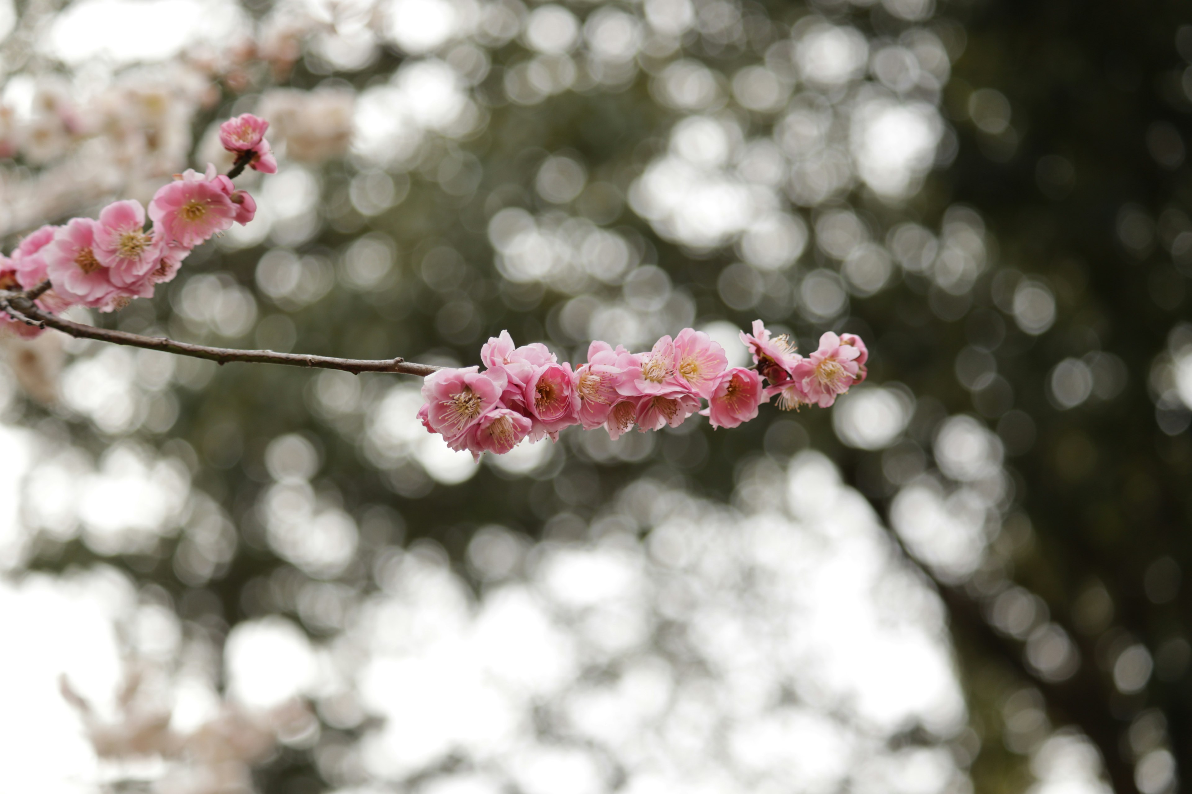 薄いピンクの花が咲く枝とぼんやりした背景